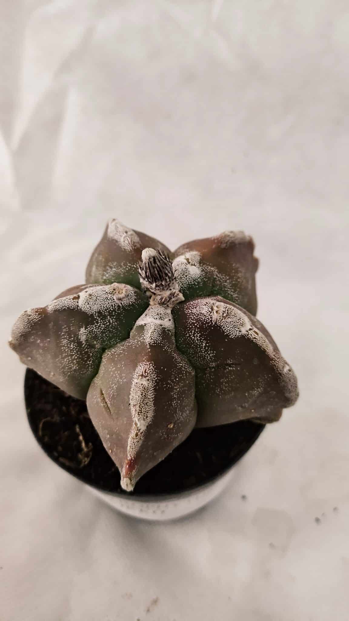 ASTROPHYTUM cv KIKKO Nº 1080 – vaso 09 - foto 5