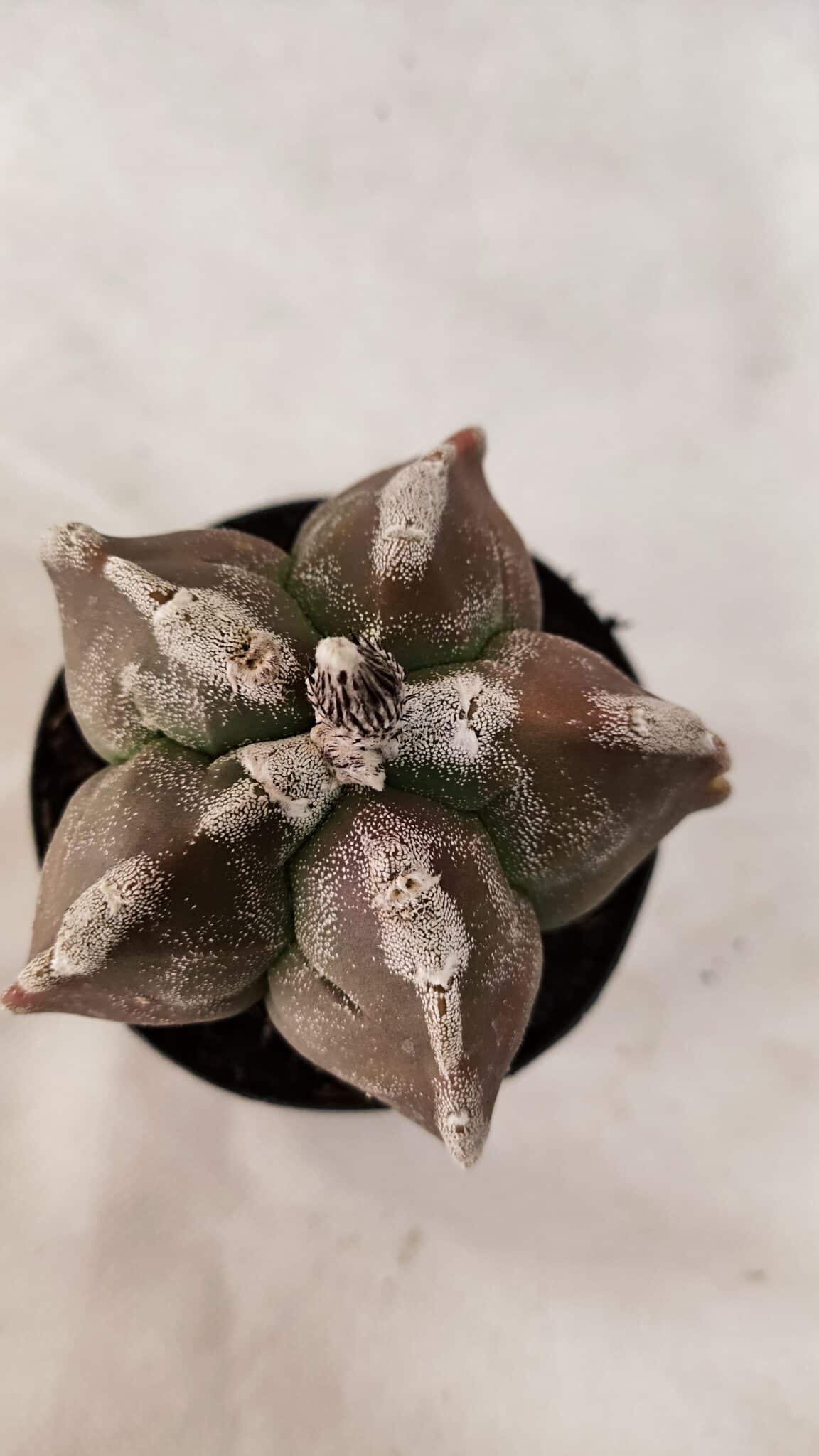 ASTROPHYTUM cv KIKKO Nº 1080 – vaso 09 - foto 3