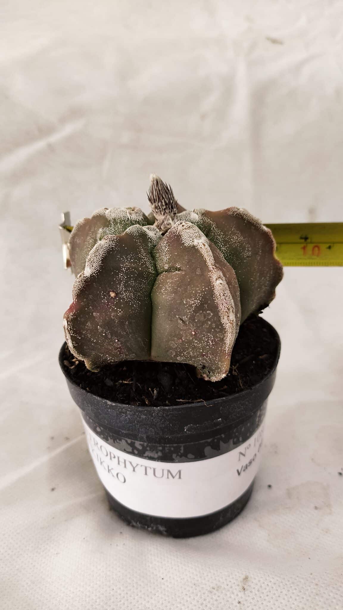 ASTROPHYTUM cv KIKKO Nº 1080 – vaso 09 - foto 4