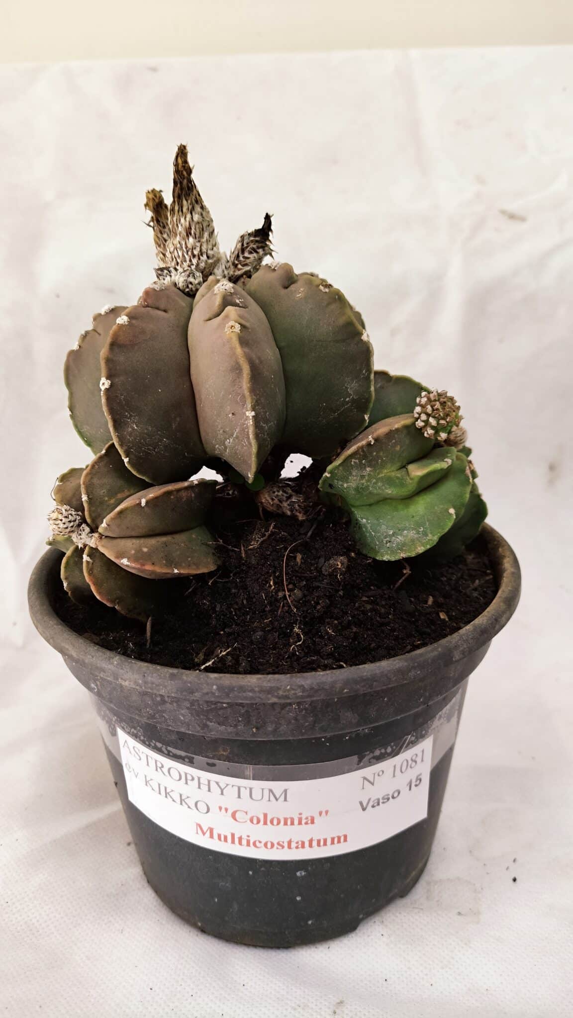 MATRIZ ASTROPHYTUM cv KIKKO "Colonia - Multicostatum" Nº 1081 – vaso 15 - foto 2