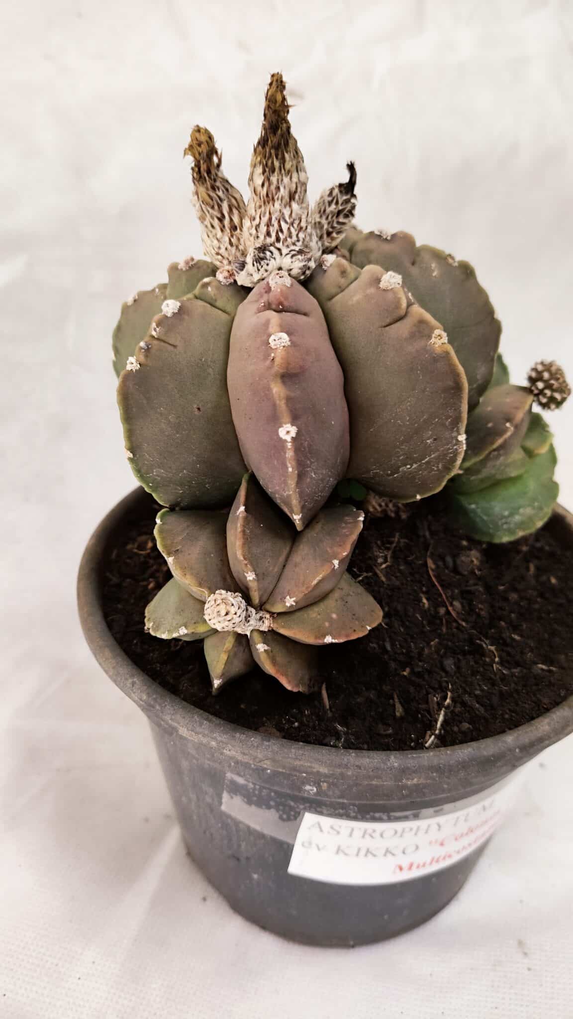 MATRIZ ASTROPHYTUM cv KIKKO "Colonia - Multicostatum" Nº 1081 – vaso 15 - foto 5