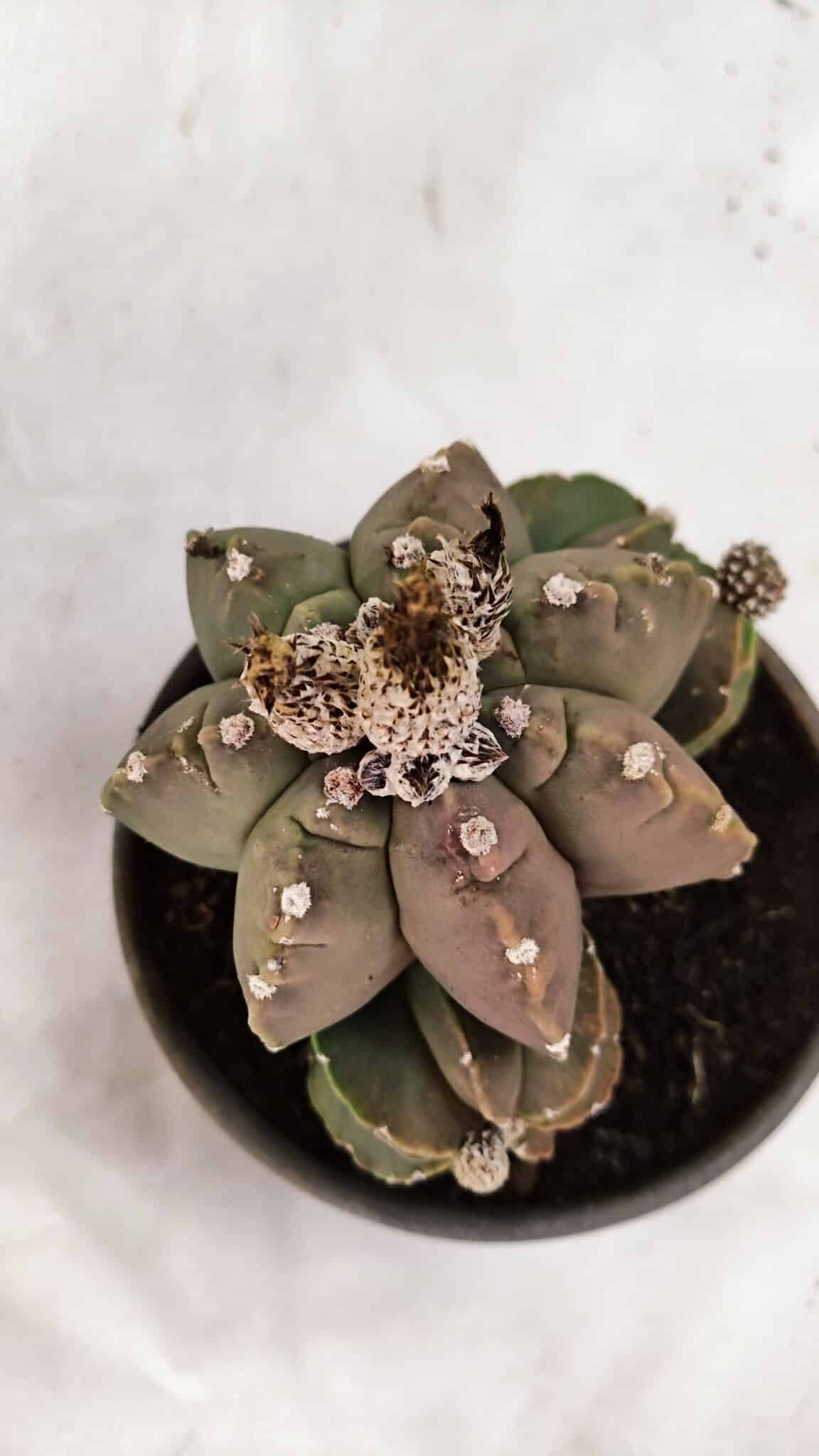 MATRIZ ASTROPHYTUM cv KIKKO "Colonia - Multicostatum" Nº 1081 – vaso 15 - foto 3