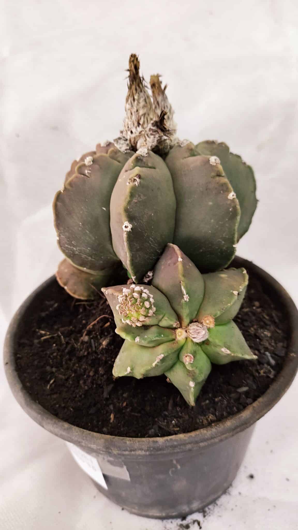 MATRIZ ASTROPHYTUM cv KIKKO "Colonia - Multicostatum" Nº 1081 – vaso 15 - foto 6