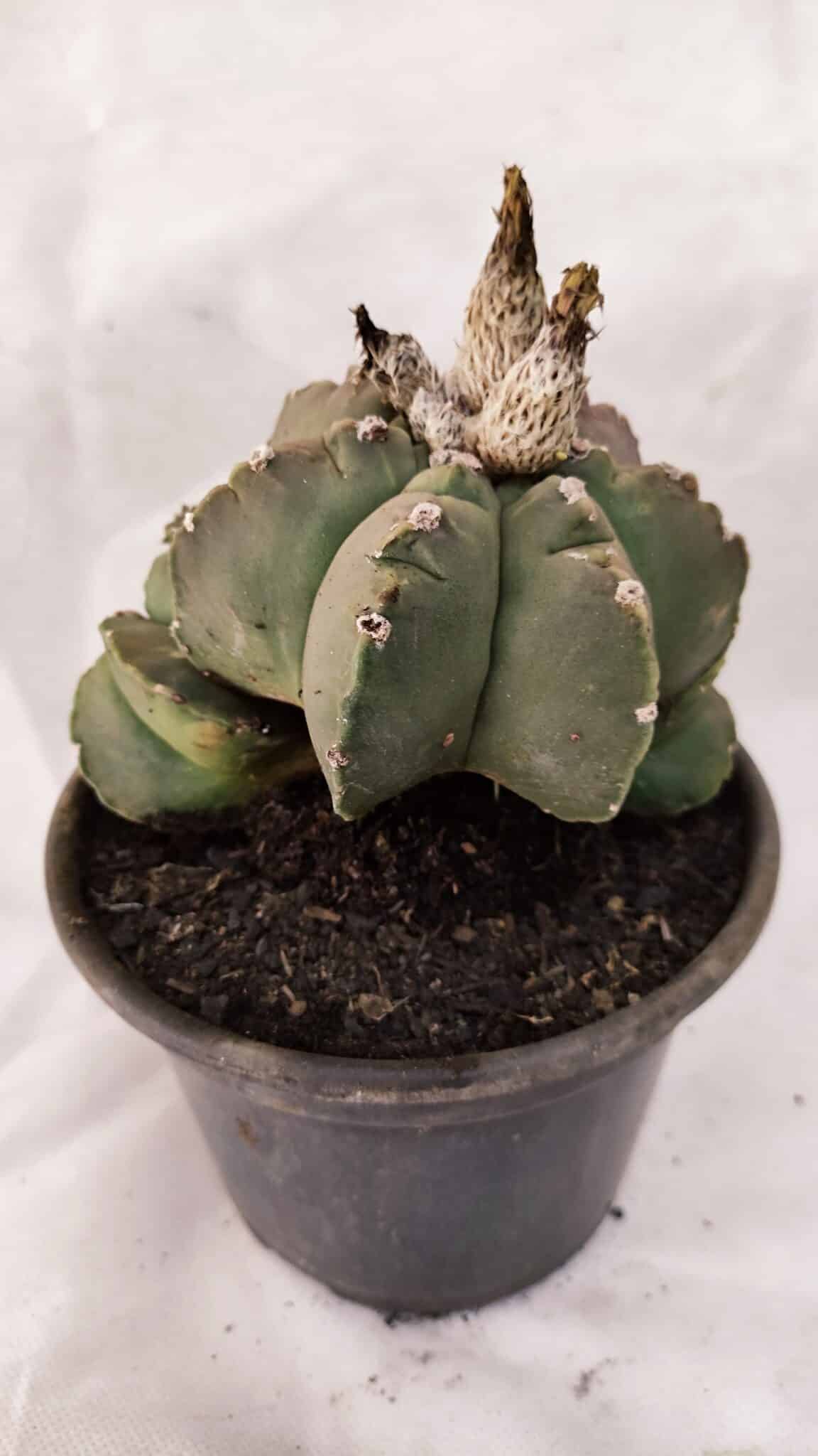 MATRIZ ASTROPHYTUM cv KIKKO "Colonia - Multicostatum" Nº 1081 – vaso 15 - foto 7