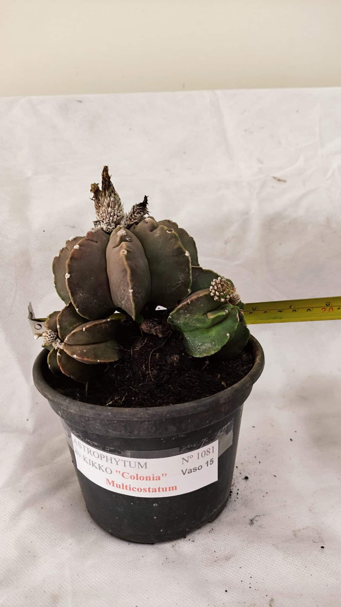 MATRIZ ASTROPHYTUM cv KIKKO "Colonia - Multicostatum" Nº 1081 – vaso 15 - foto 4