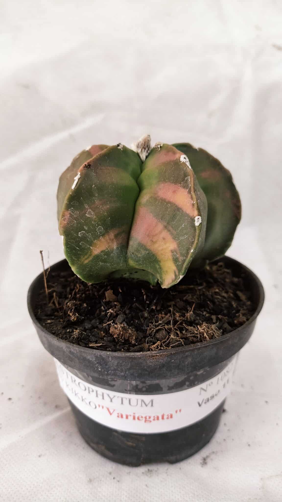MATRIZ ASTROPHYTUM cv KIKKO Nº 1082 "Variegata" - vaso 11 - foto 2