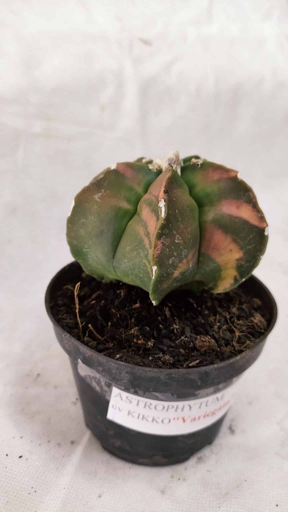 MATRIZ ASTROPHYTUM cv KIKKO Nº 1082 "Variegata" - vaso 11 - foto 9