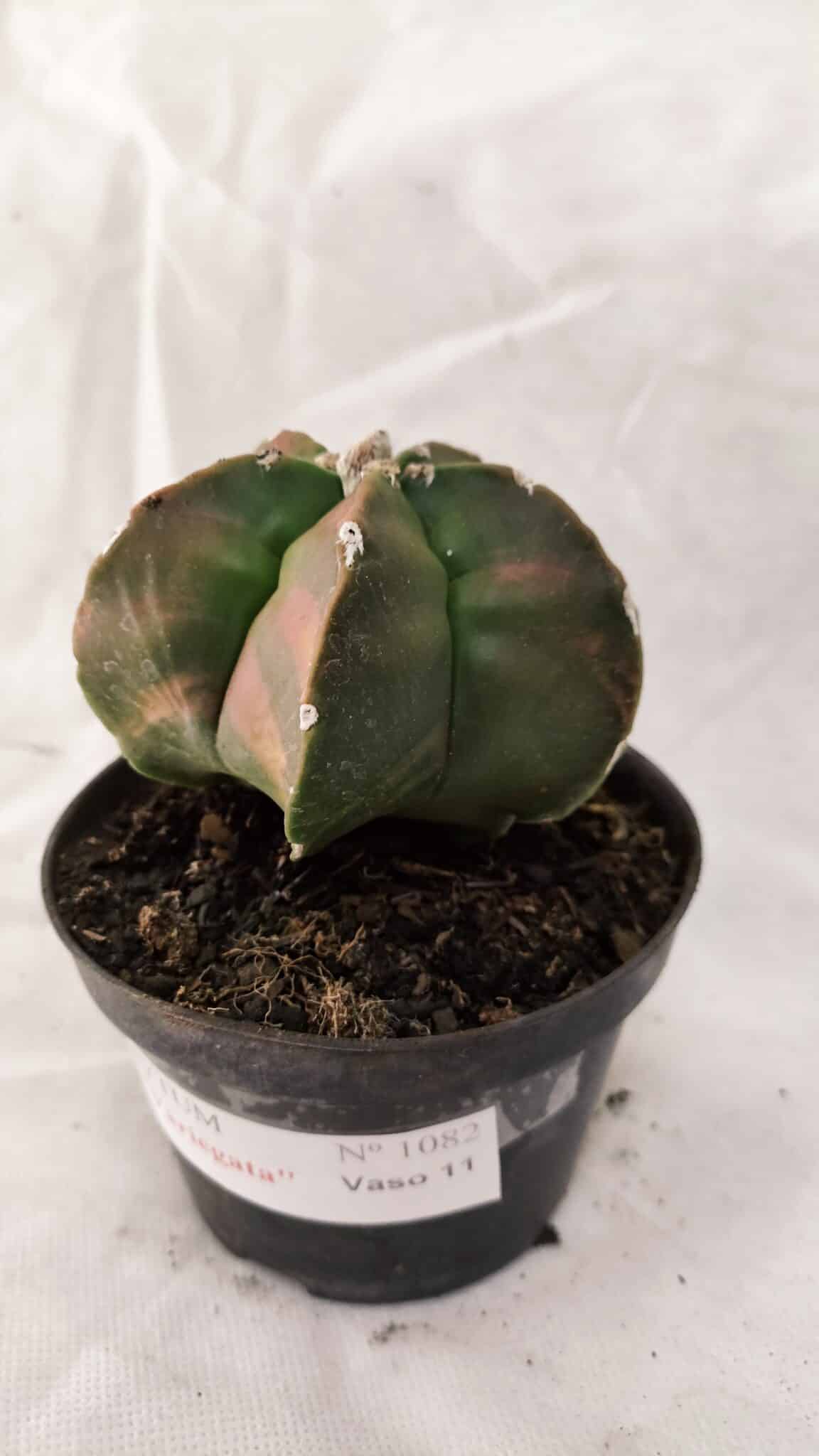 MATRIZ ASTROPHYTUM cv KIKKO Nº 1082 "Variegata" - vaso 11 - foto 8