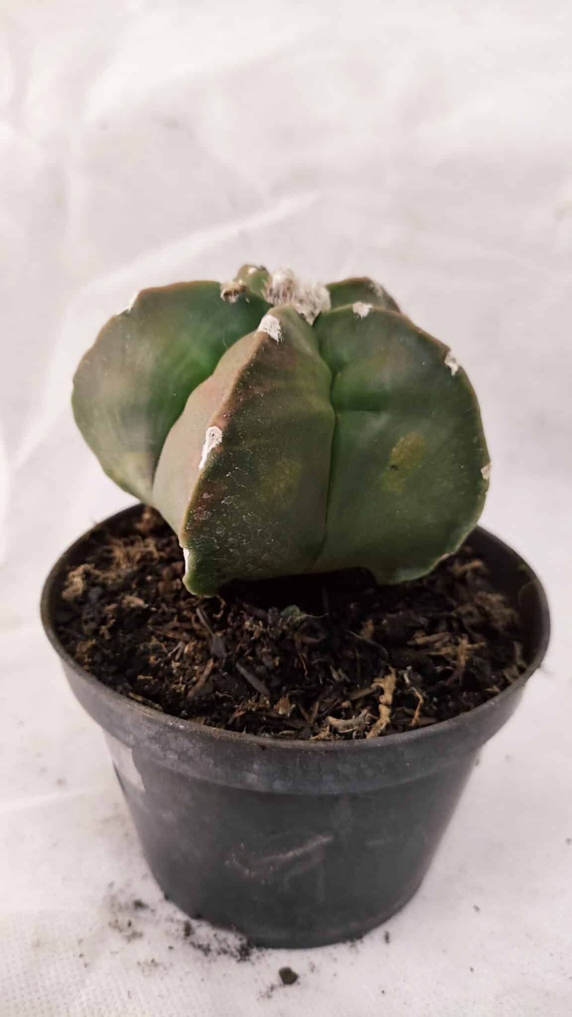 MATRIZ ASTROPHYTUM cv KIKKO Nº 1082 "Variegata" - vaso 11 - foto 7