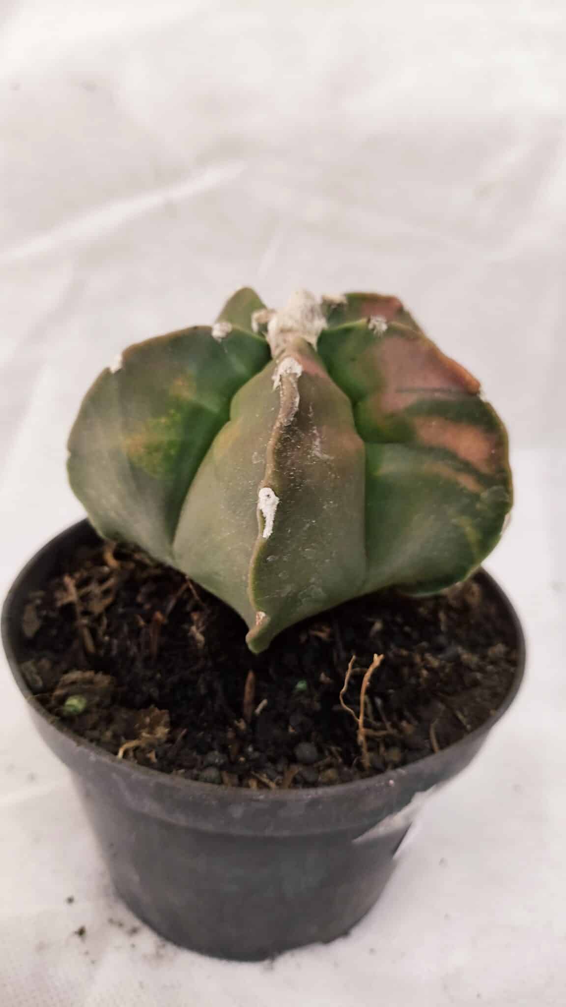 MATRIZ ASTROPHYTUM cv KIKKO Nº 1082 "Variegata" - vaso 11 - foto 6