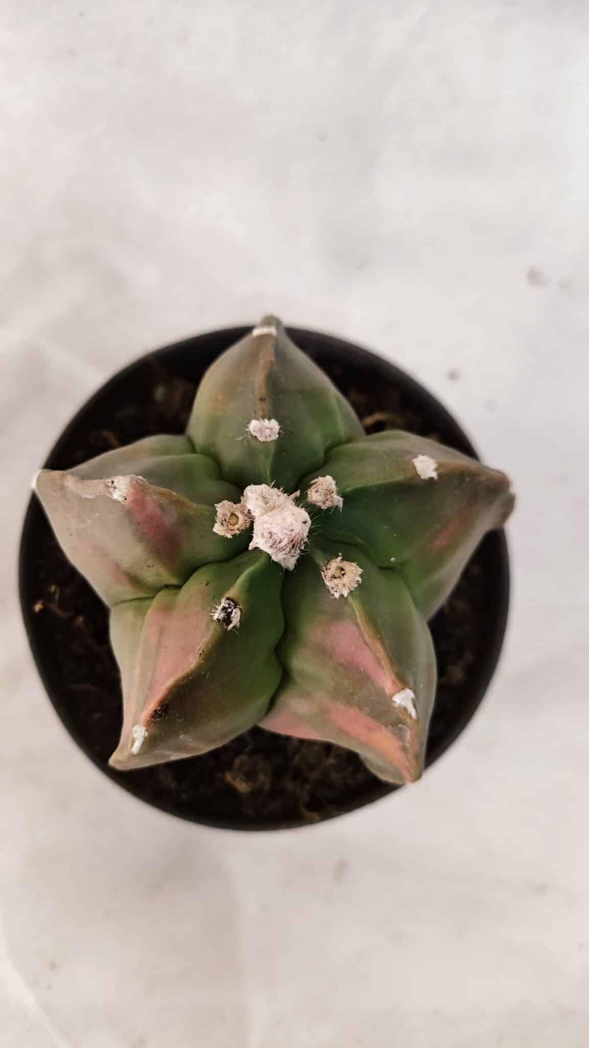 MATRIZ ASTROPHYTUM cv KIKKO Nº 1082 "Variegata" - vaso 11 - foto 3