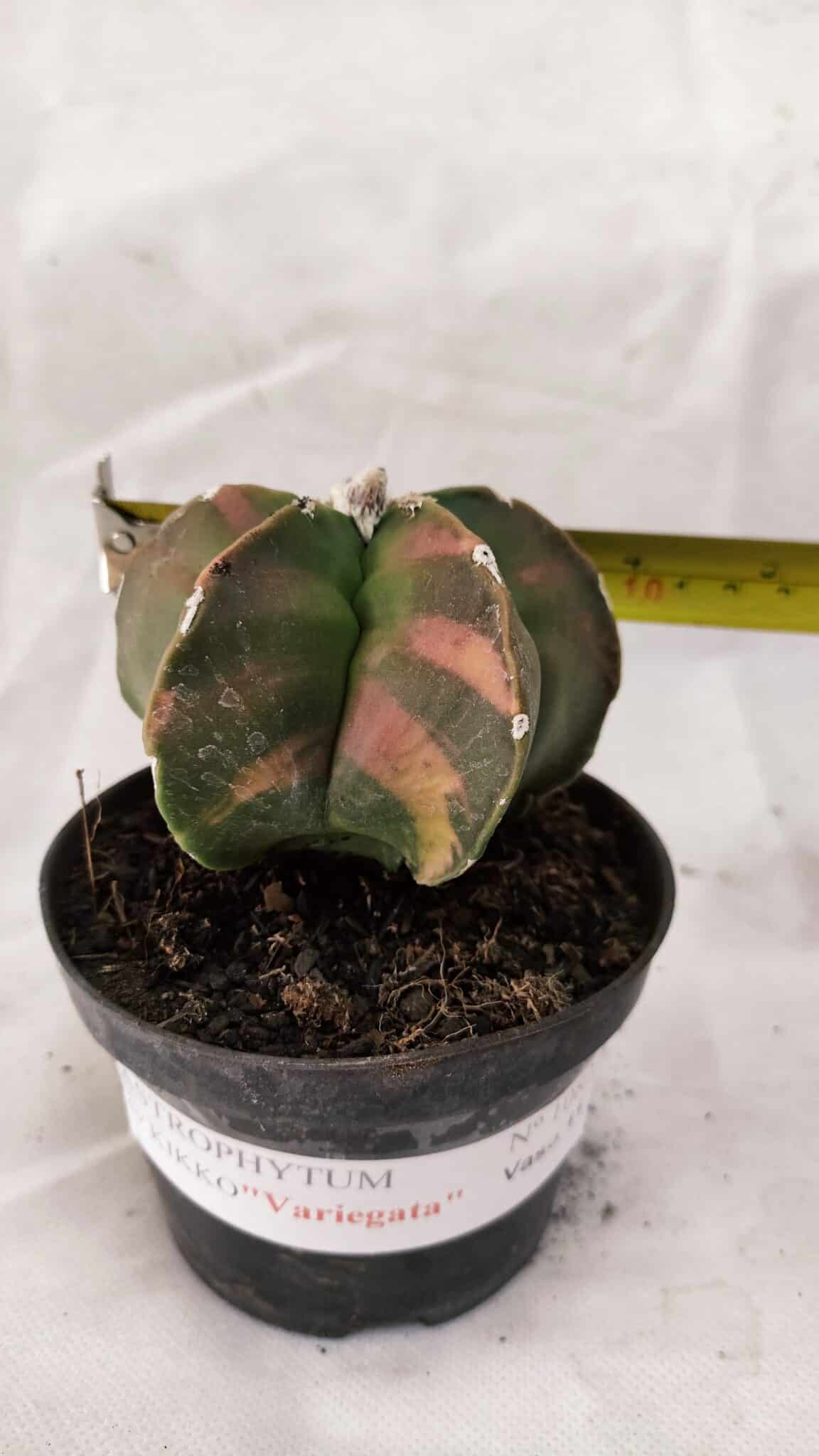 MATRIZ ASTROPHYTUM cv KIKKO Nº 1082 "Variegata" - vaso 11 - foto 4