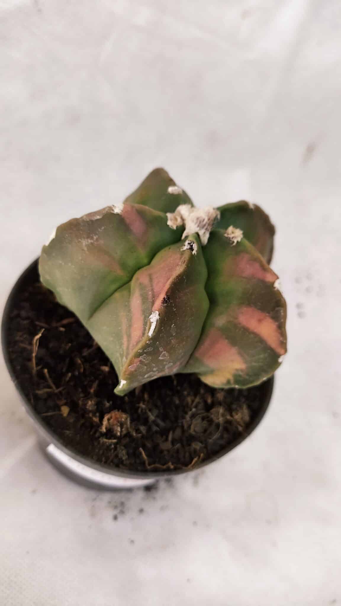 MATRIZ ASTROPHYTUM cv KIKKO Nº 1082 "Variegata" - vaso 11 - foto 5