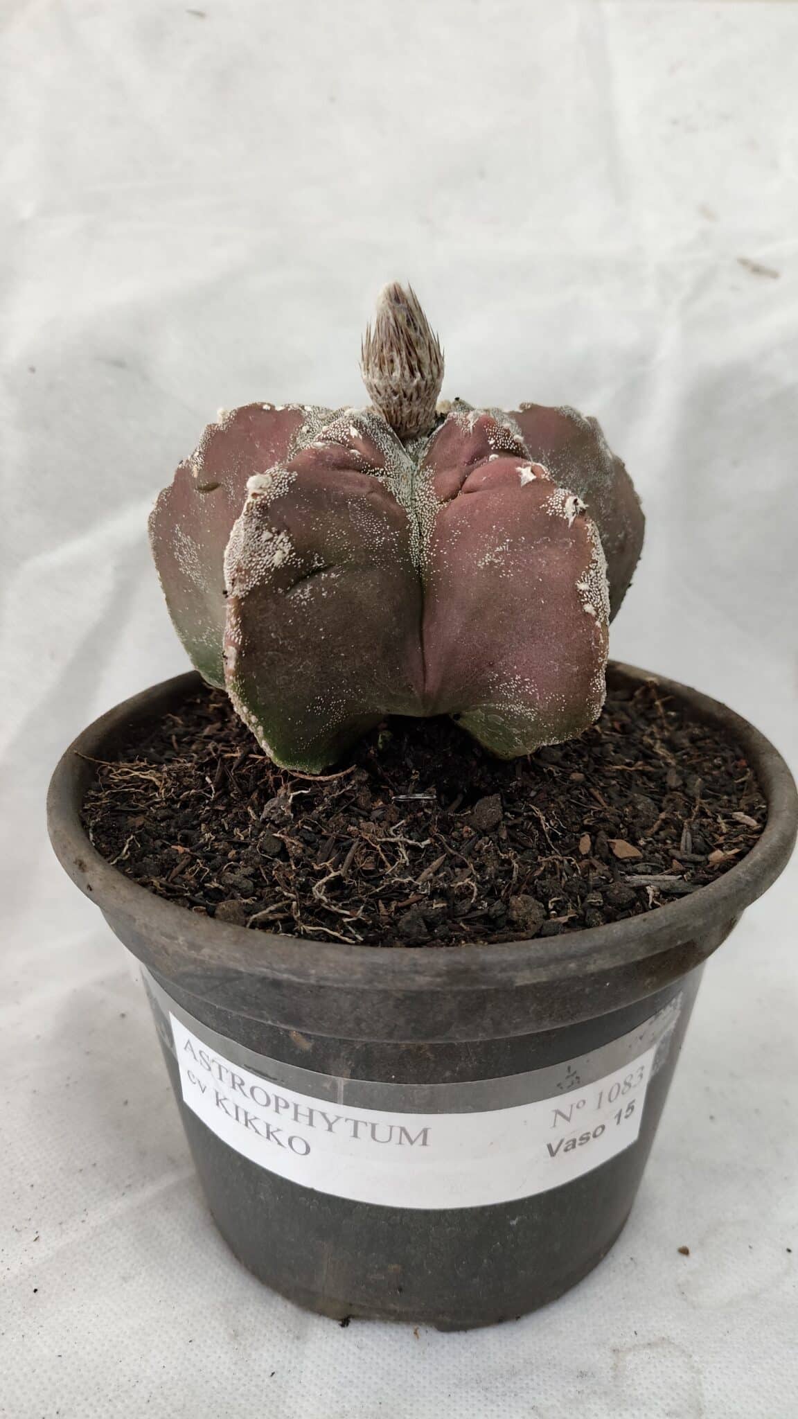 MATRIZ ASTROPHYTUM cv KIKKO Nº 1083 – vaso 15 - foto 2