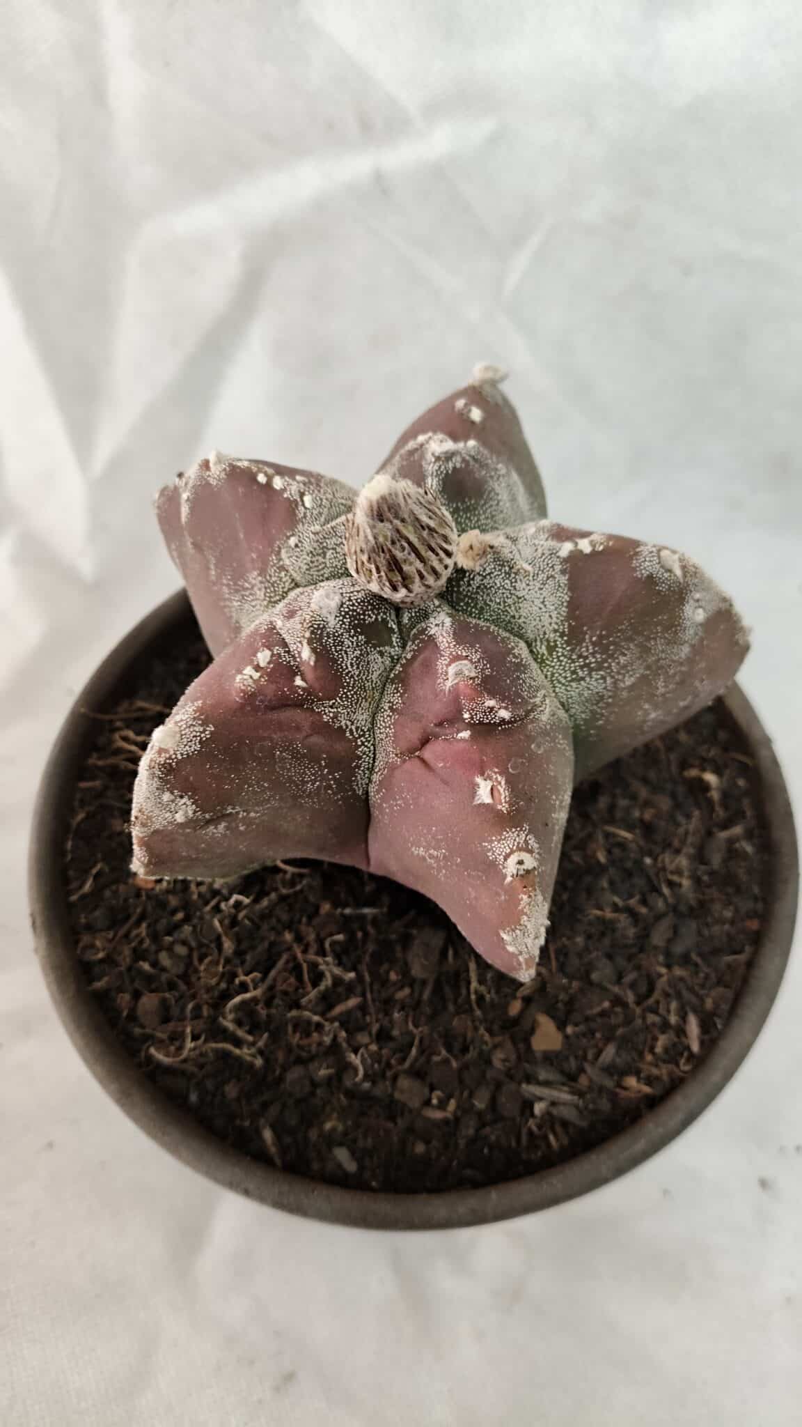 MATRIZ ASTROPHYTUM cv KIKKO Nº 1083 – vaso 15 - foto 8