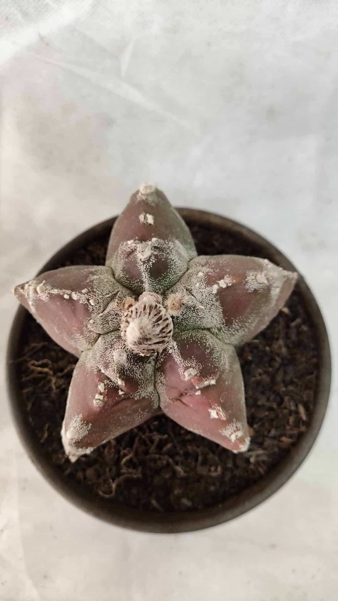 MATRIZ ASTROPHYTUM cv KIKKO Nº 1083 – vaso 15 - foto 3