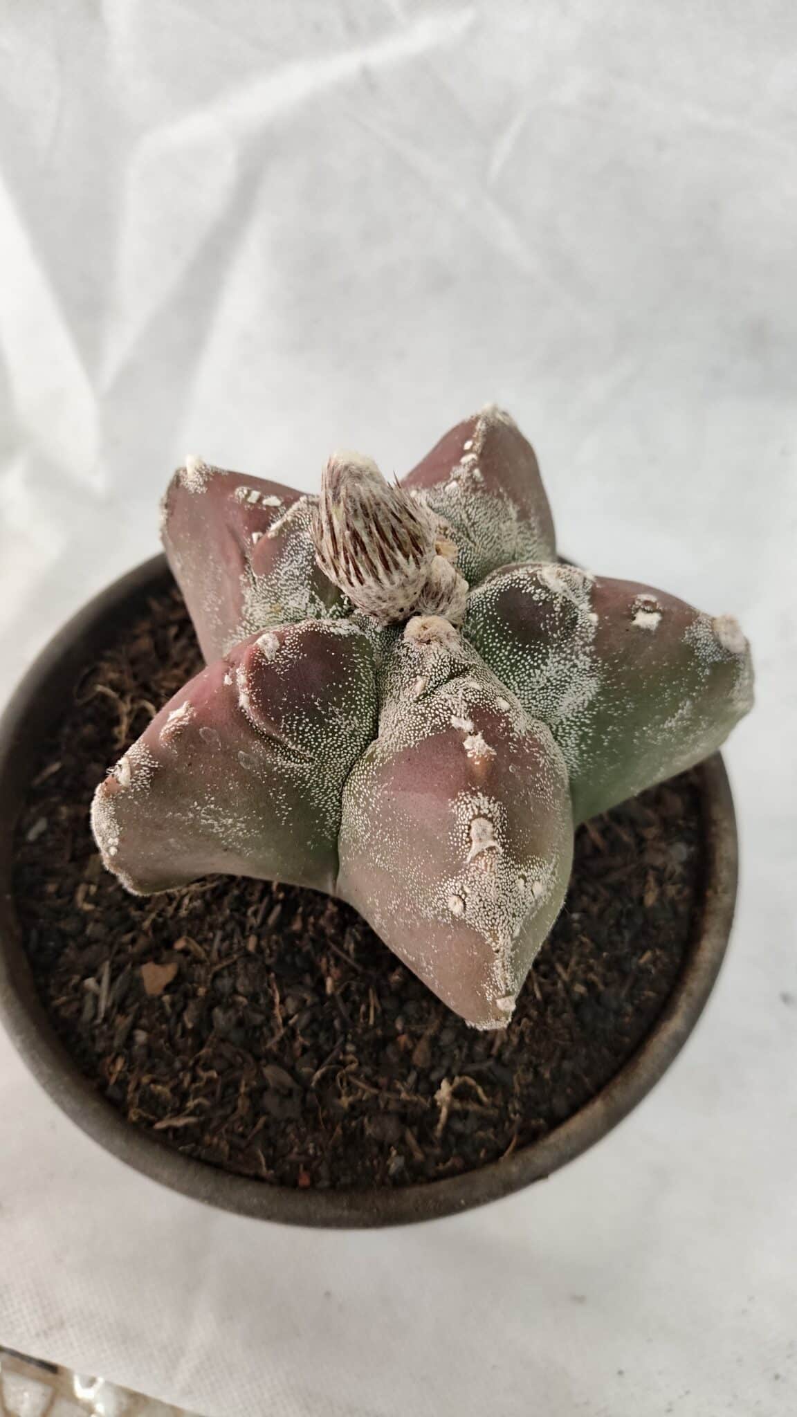 MATRIZ ASTROPHYTUM cv KIKKO Nº 1083 – vaso 15 - foto 7