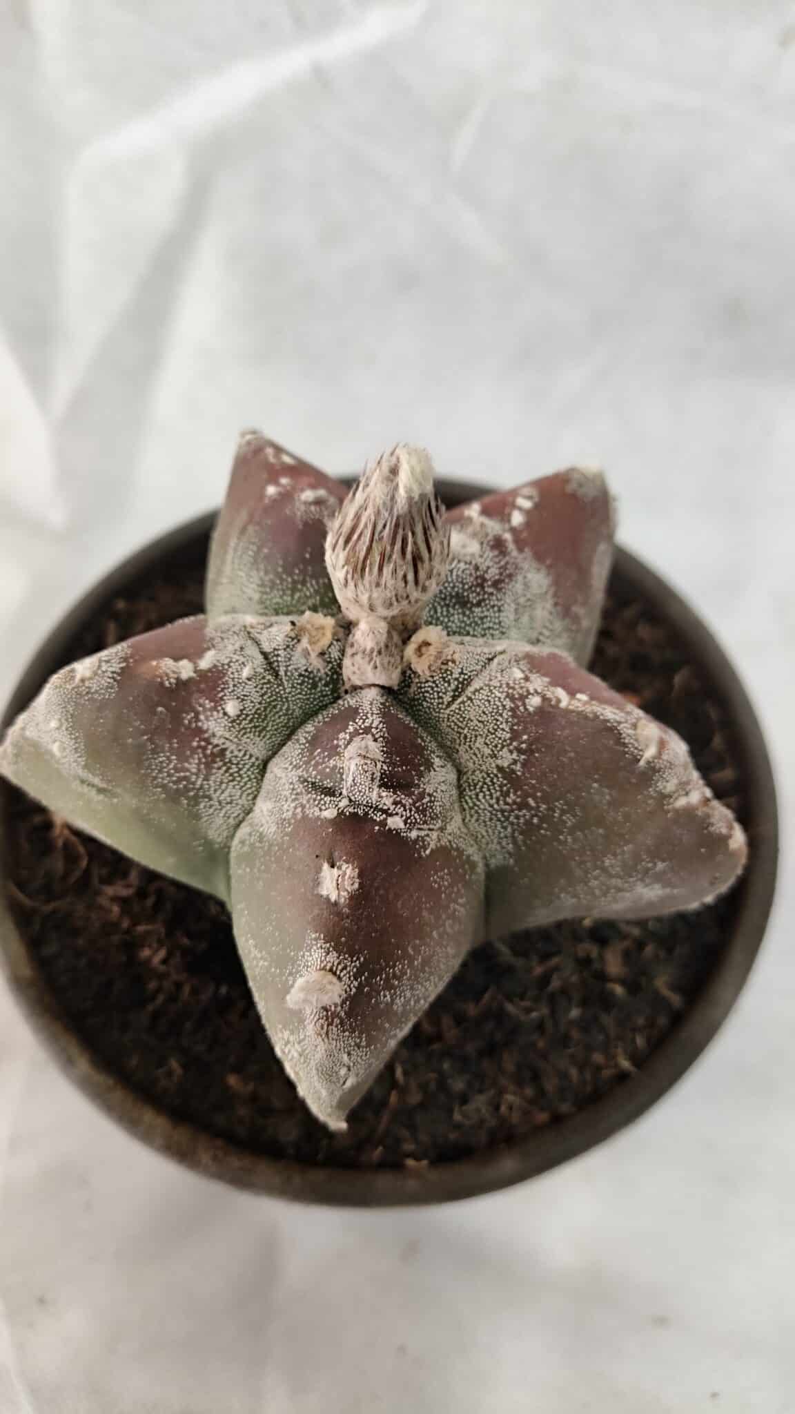 MATRIZ ASTROPHYTUM cv KIKKO Nº 1083 – vaso 15 - foto 6