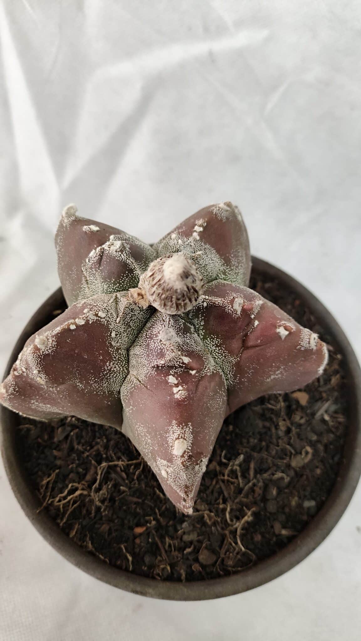 MATRIZ ASTROPHYTUM cv KIKKO Nº 1083 – vaso 15 - foto 5