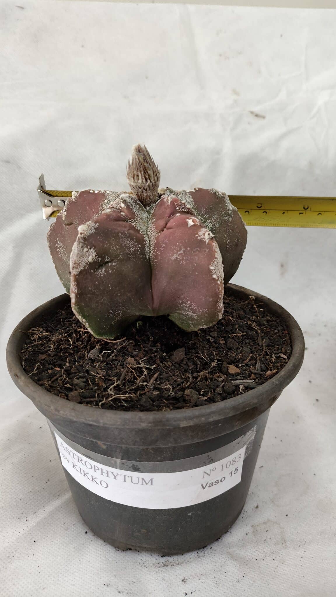 MATRIZ ASTROPHYTUM cv KIKKO Nº 1083 – vaso 15 - foto 4