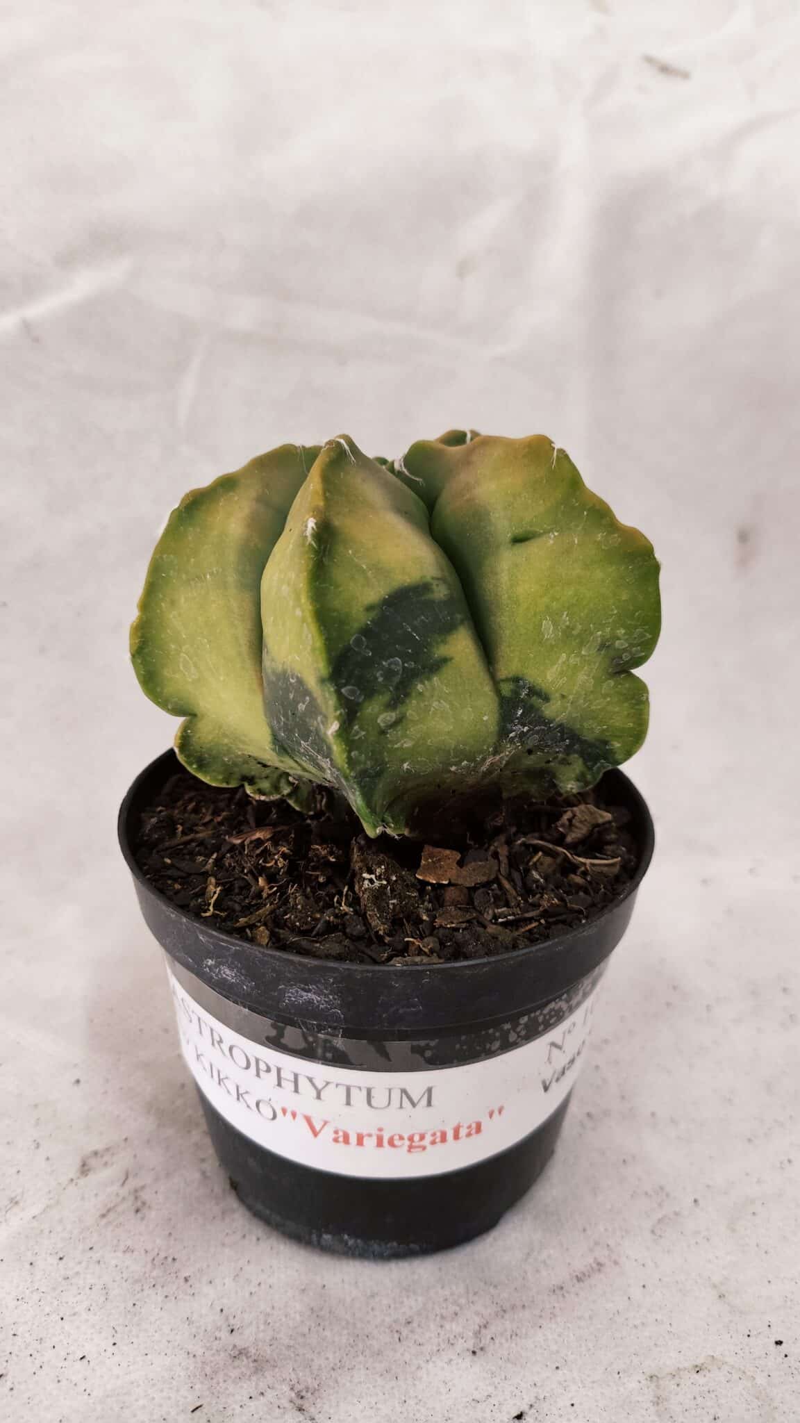 ASTROPHYTUM cv KIKKO Nº 1084 "Variegata" - vaso 09 - foto 2