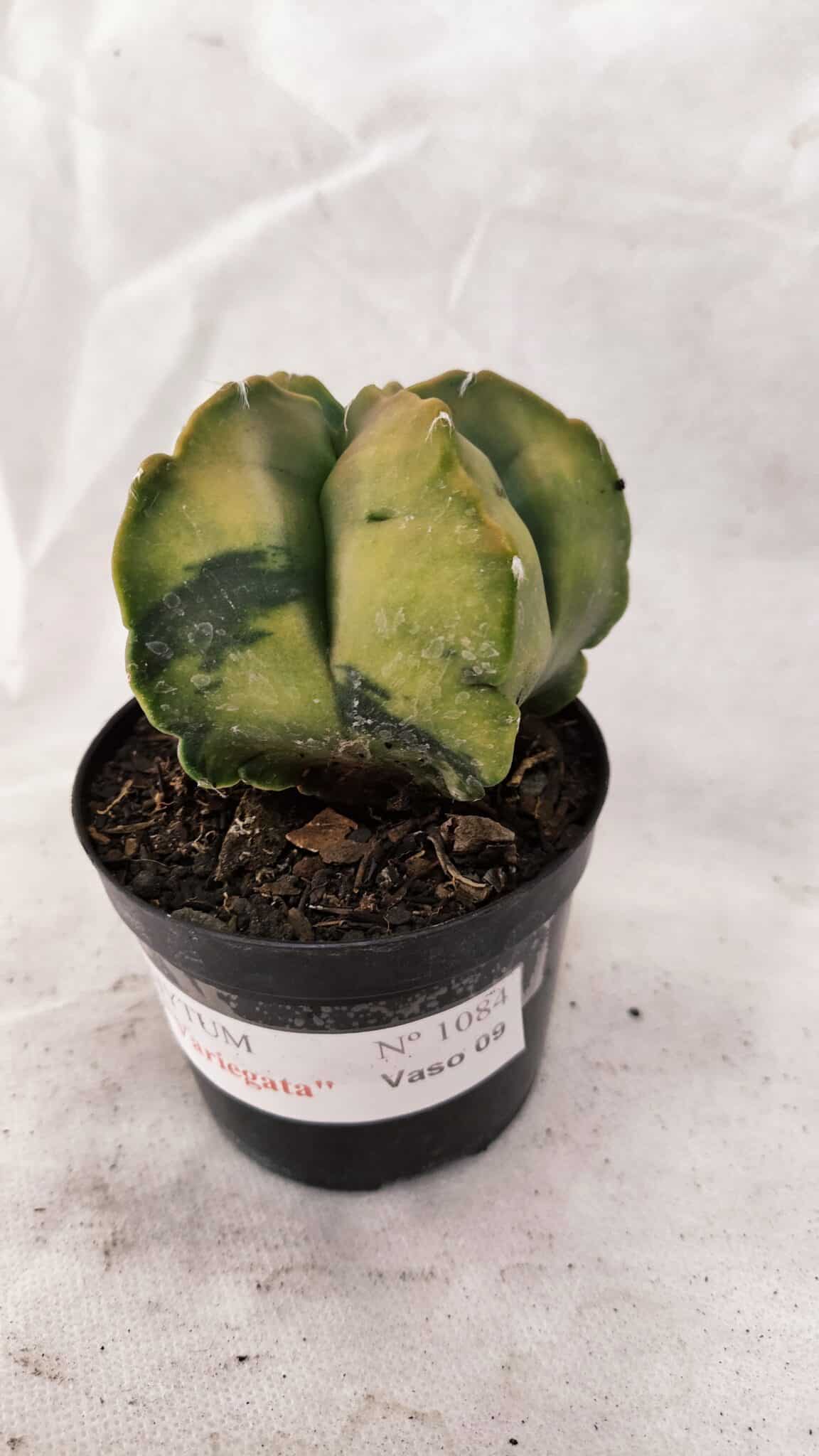 ASTROPHYTUM cv KIKKO Nº 1084 "Variegata" - vaso 09 - foto 5