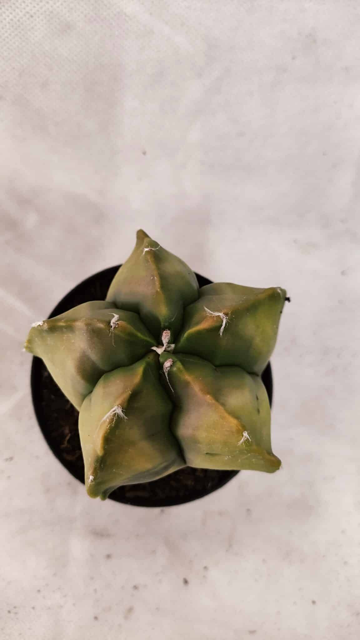 ASTROPHYTUM cv KIKKO Nº 1084 "Variegata" - vaso 09 - foto 3