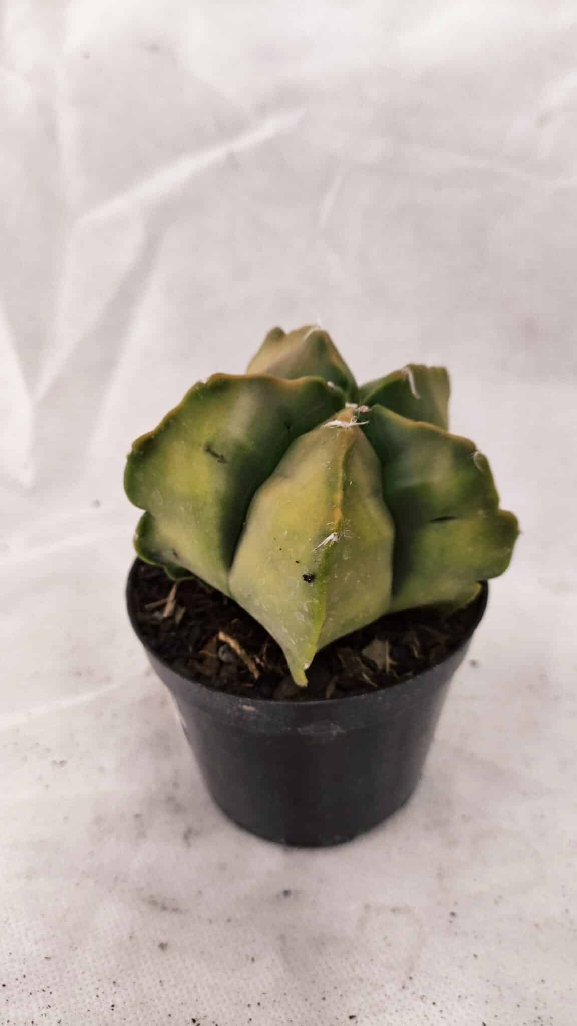 ASTROPHYTUM cv KIKKO Nº 1084 "Variegata" - vaso 09 - foto 8
