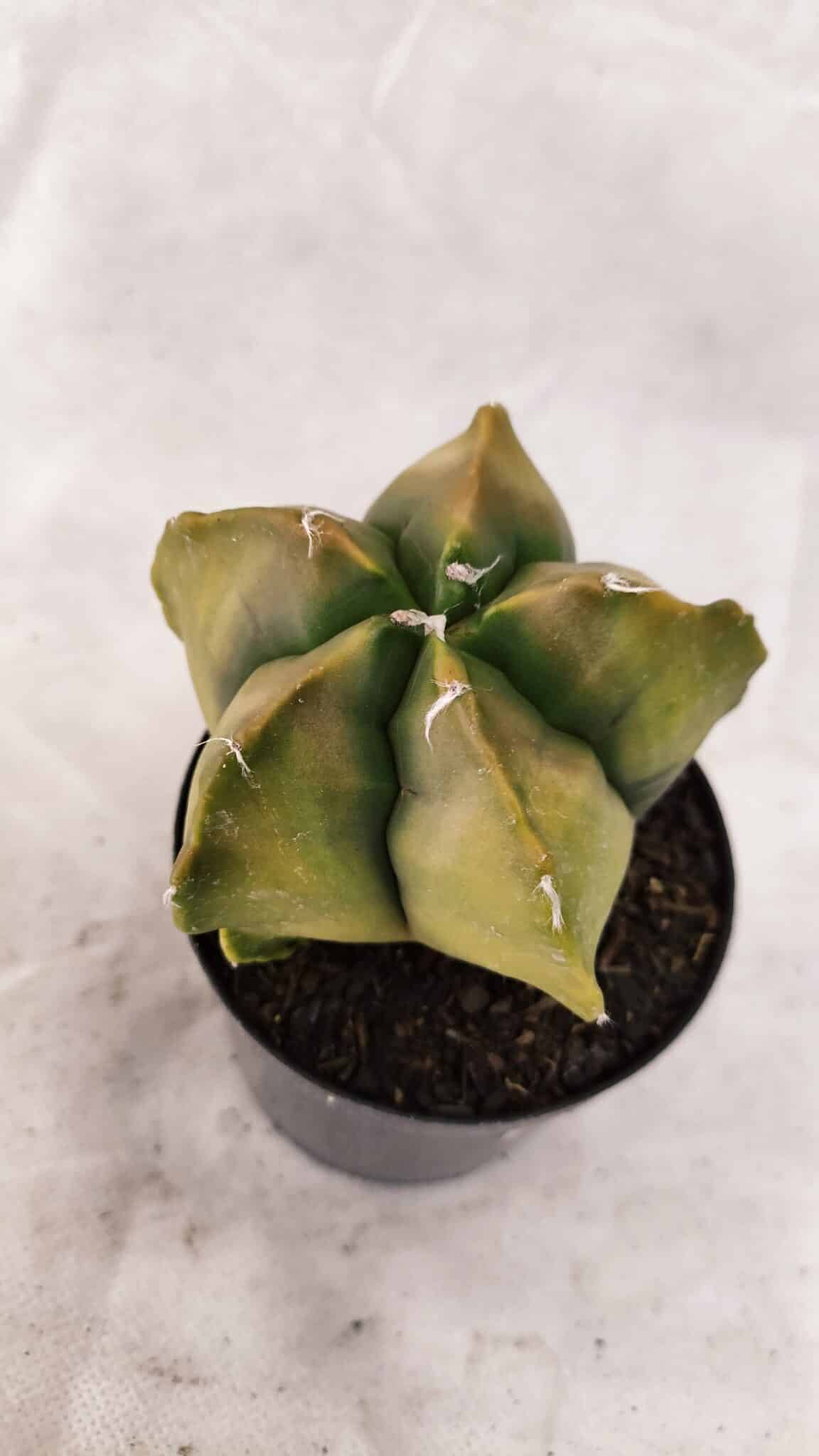 ASTROPHYTUM cv KIKKO Nº 1084 "Variegata" - vaso 09 - foto 7