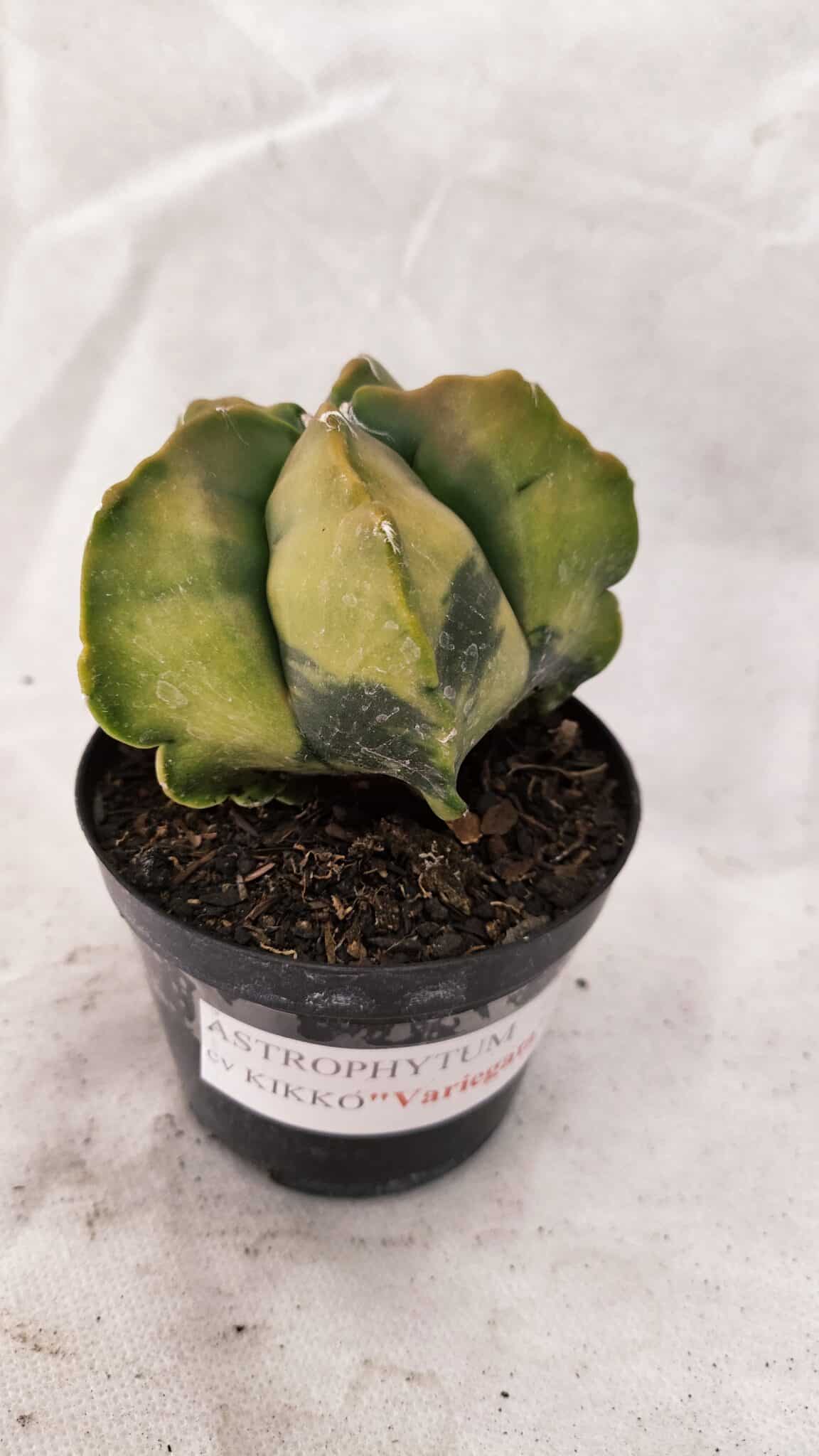 ASTROPHYTUM cv KIKKO Nº 1084 "Variegata" - vaso 09 - foto 6