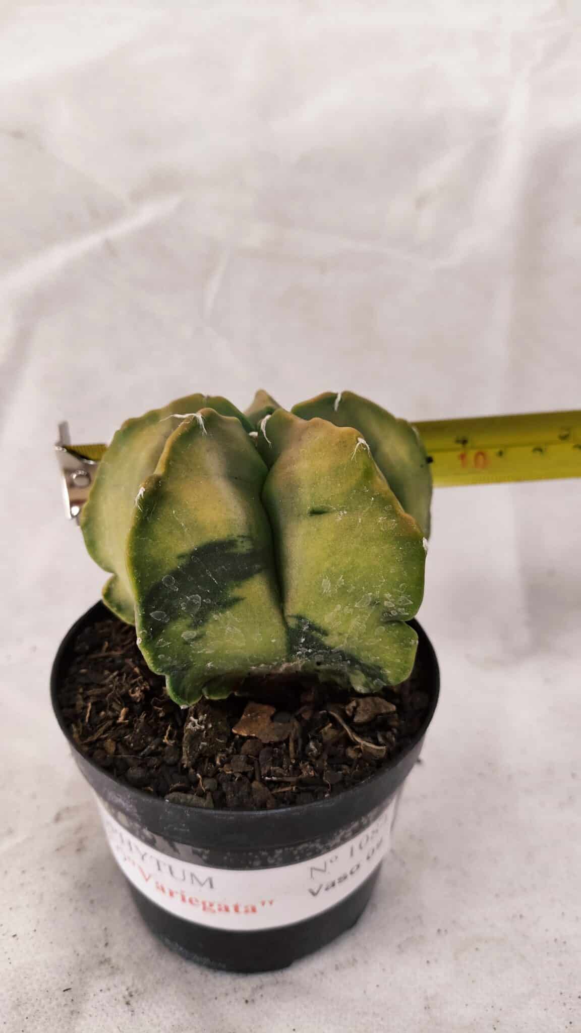 ASTROPHYTUM cv KIKKO Nº 1084 "Variegata" - vaso 09 - foto 4