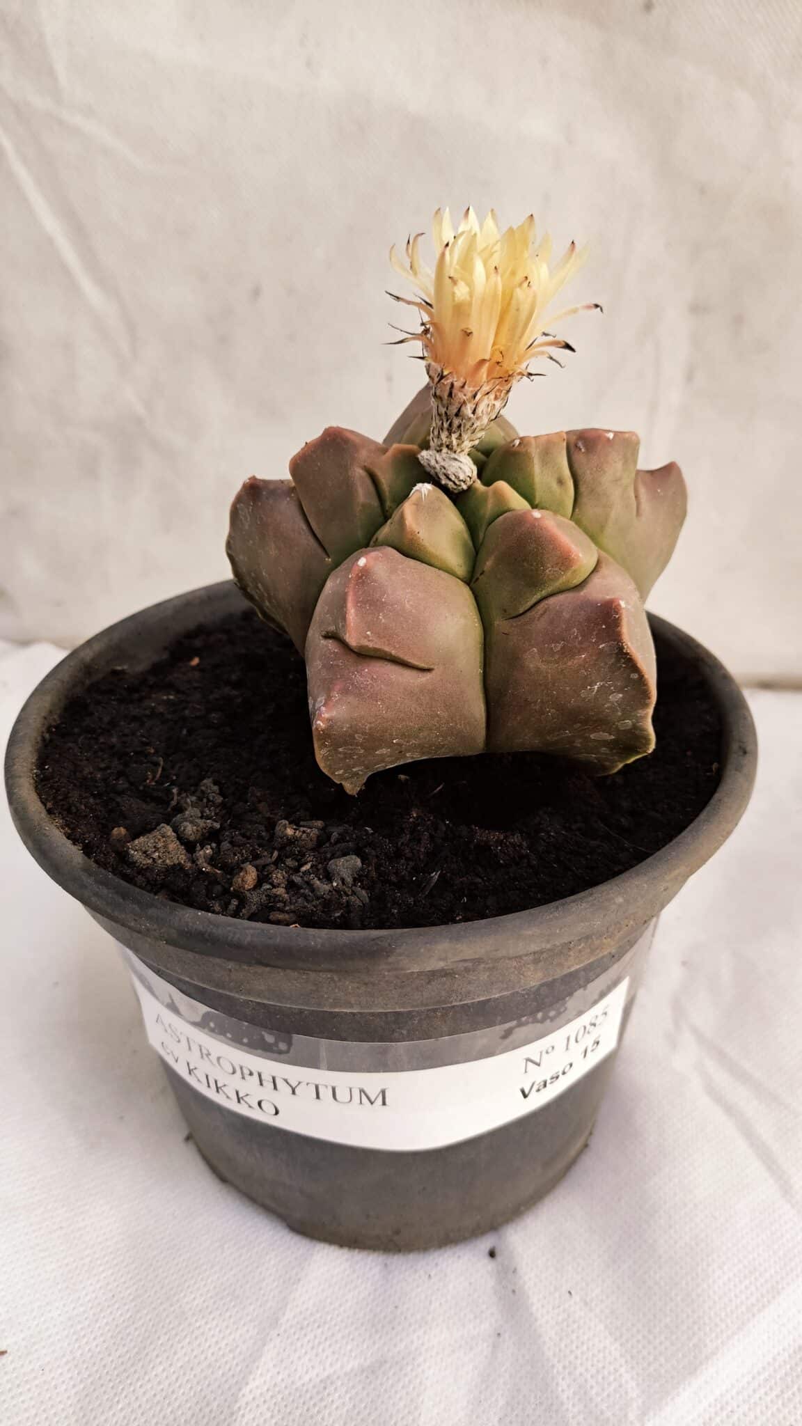ASTROPHYTUM cv KIKKO Nº 1085  - vaso 15 - foto 2