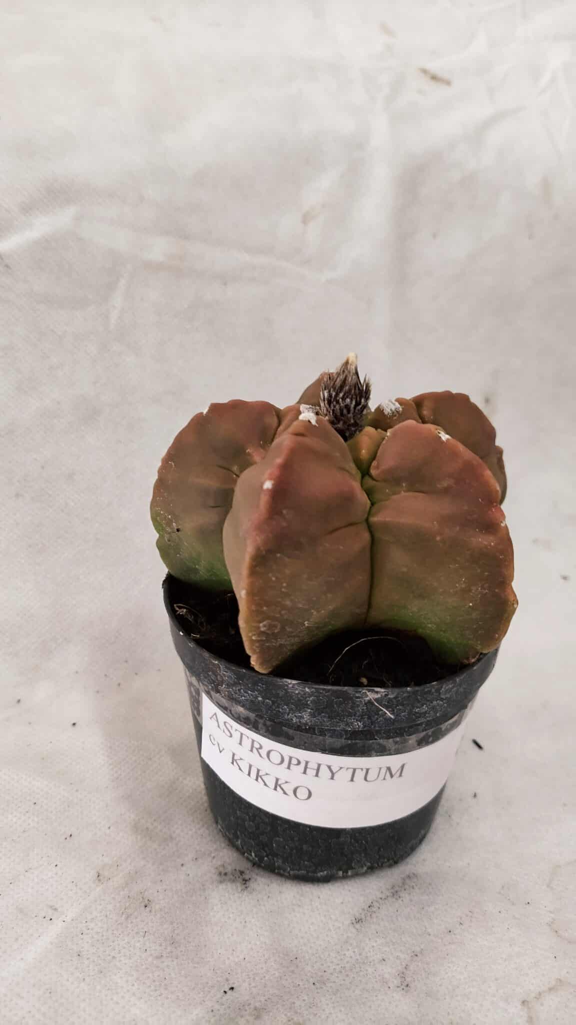 ASTROPHYTUM cv KIKKO Nº 1085  - vaso 09 - foto 2