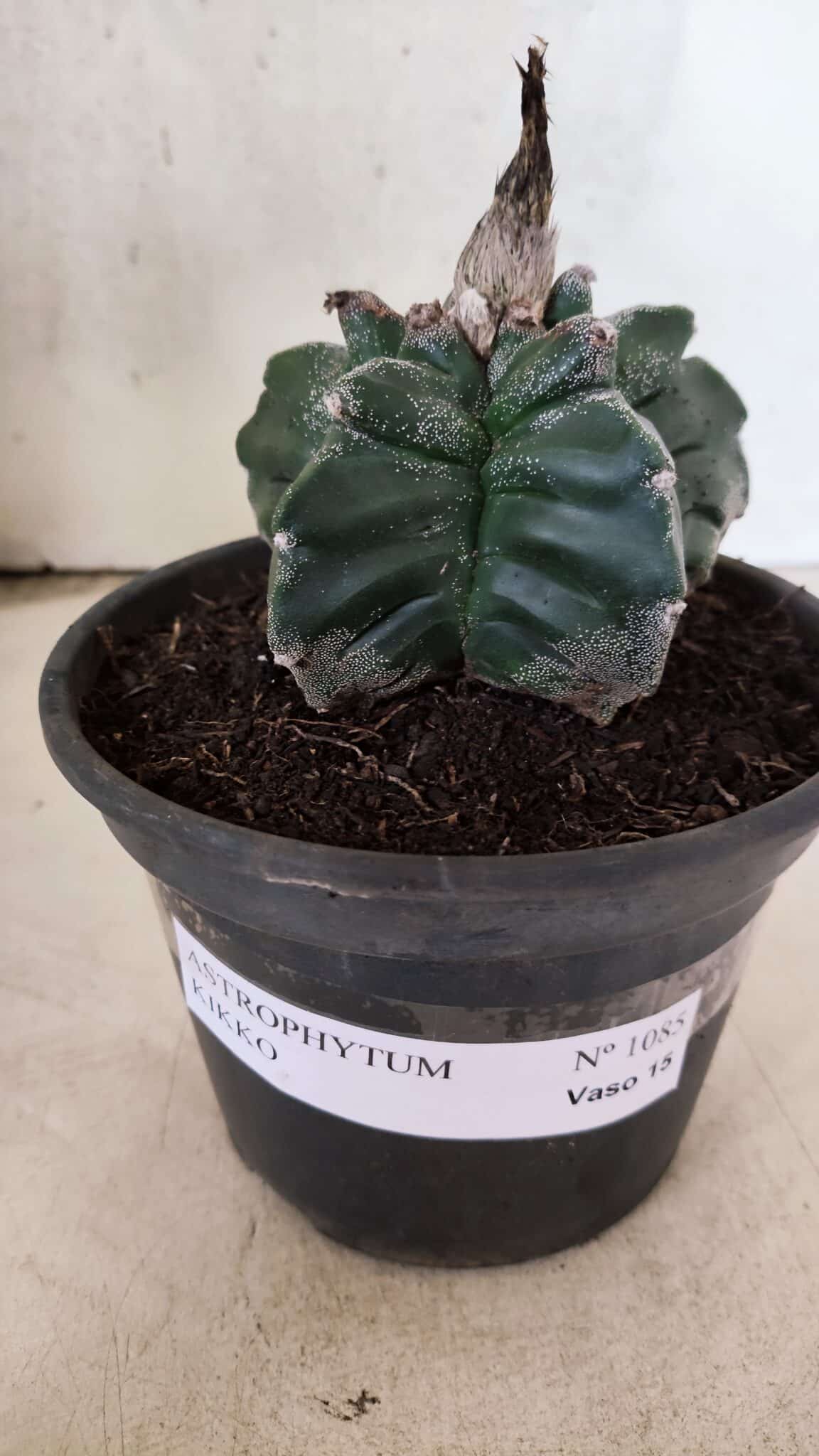 MATRIZ ASTROPHYTUM cv KIKKO Nº 1085 – vaso 15 - foto 2