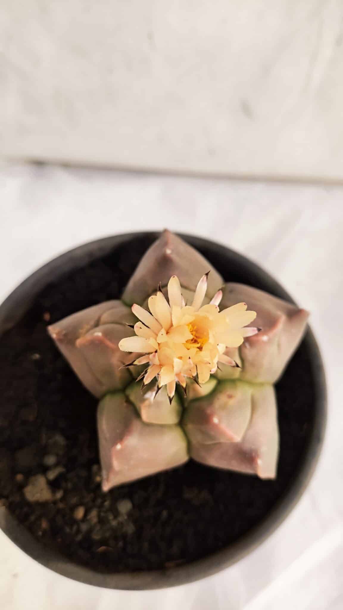ASTROPHYTUM cv KIKKO Nº 1085  - vaso 15 - foto 9
