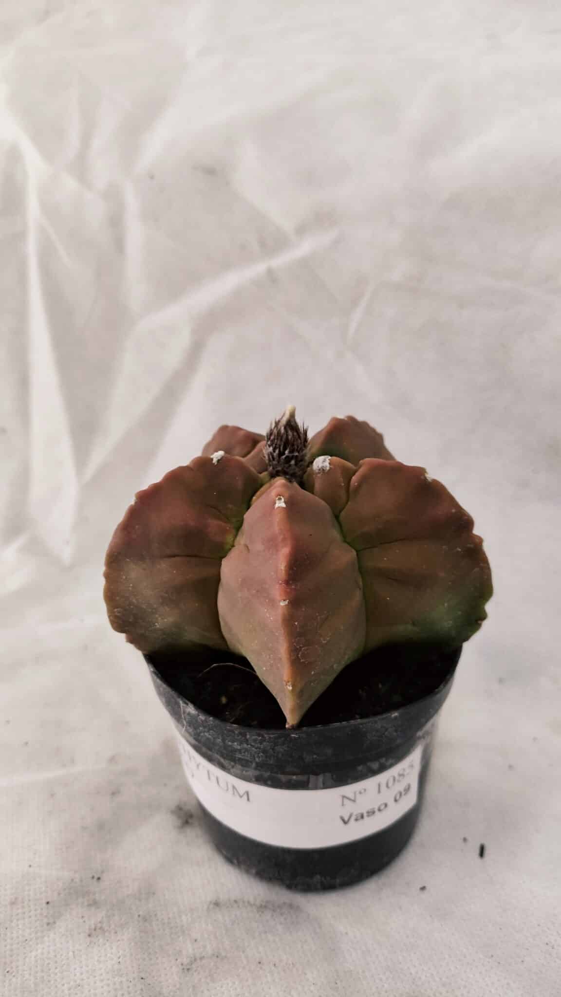 ASTROPHYTUM cv KIKKO Nº 1085  - vaso 09 - foto 7