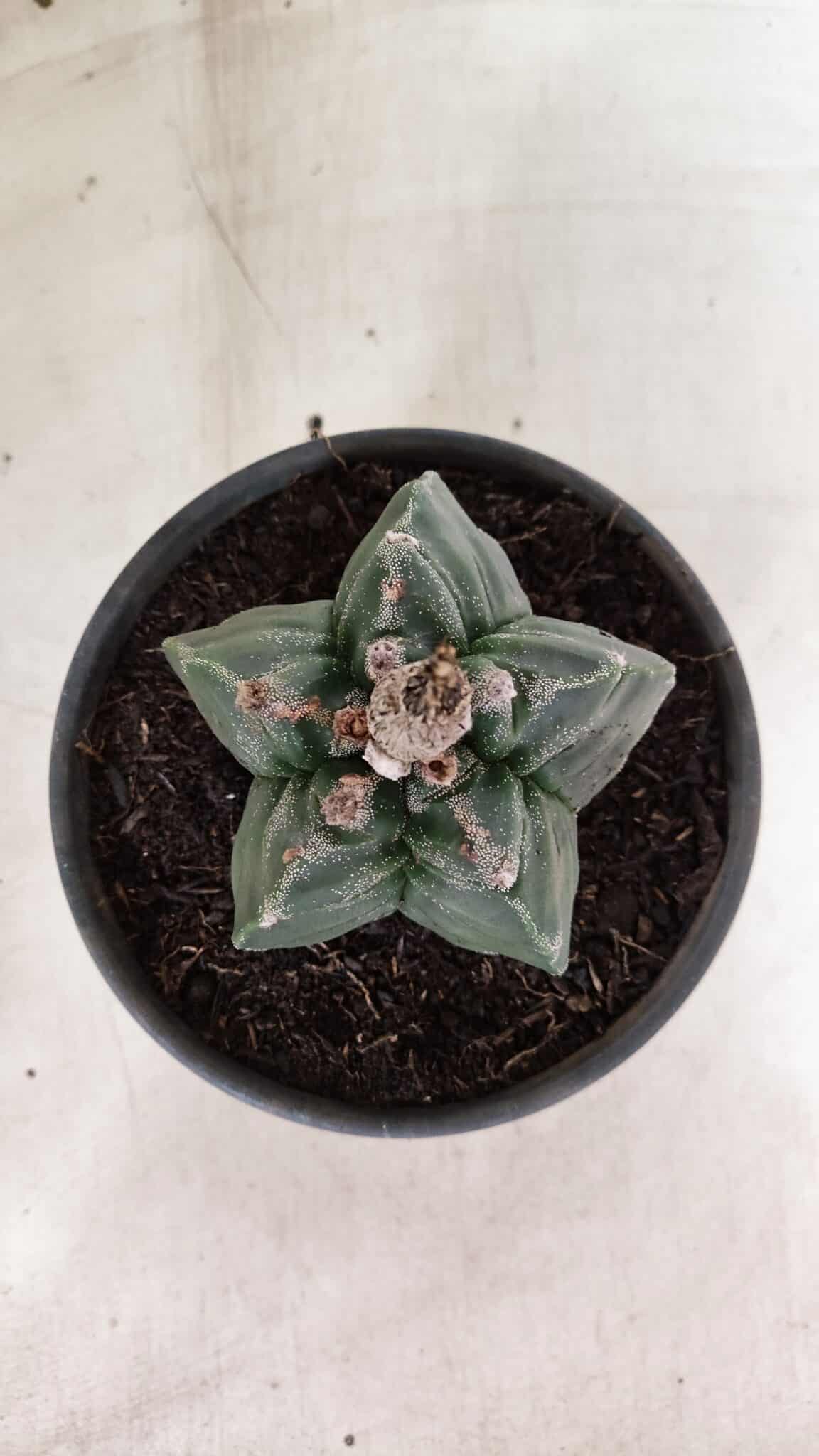MATRIZ ASTROPHYTUM cv KIKKO Nº 1085 – vaso 15 - foto 3