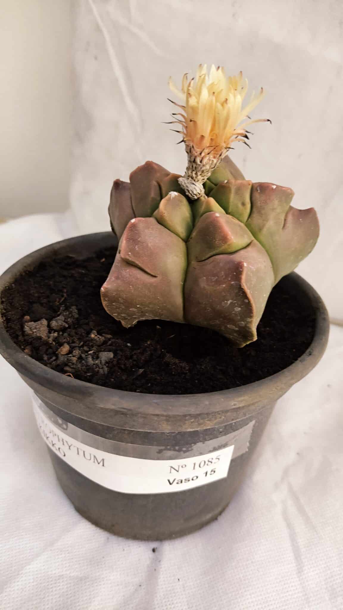 ASTROPHYTUM cv KIKKO Nº 1085  - vaso 15 - foto 8