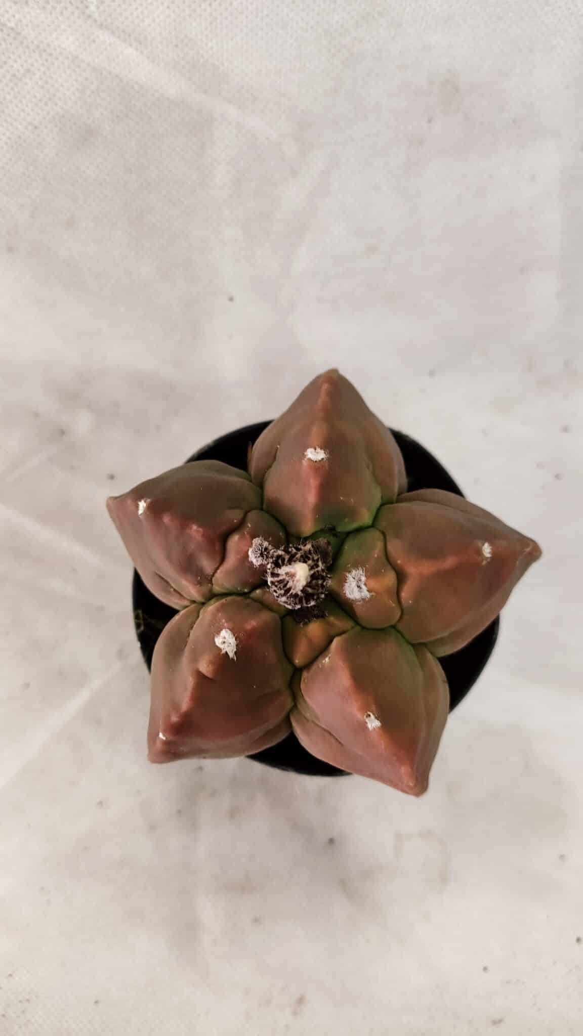 ASTROPHYTUM cv KIKKO Nº 1085  - vaso 09 - foto 3
