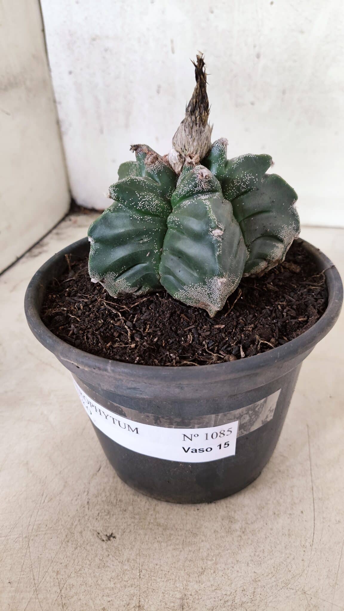 MATRIZ ASTROPHYTUM cv KIKKO Nº 1085 – vaso 15 - foto 9