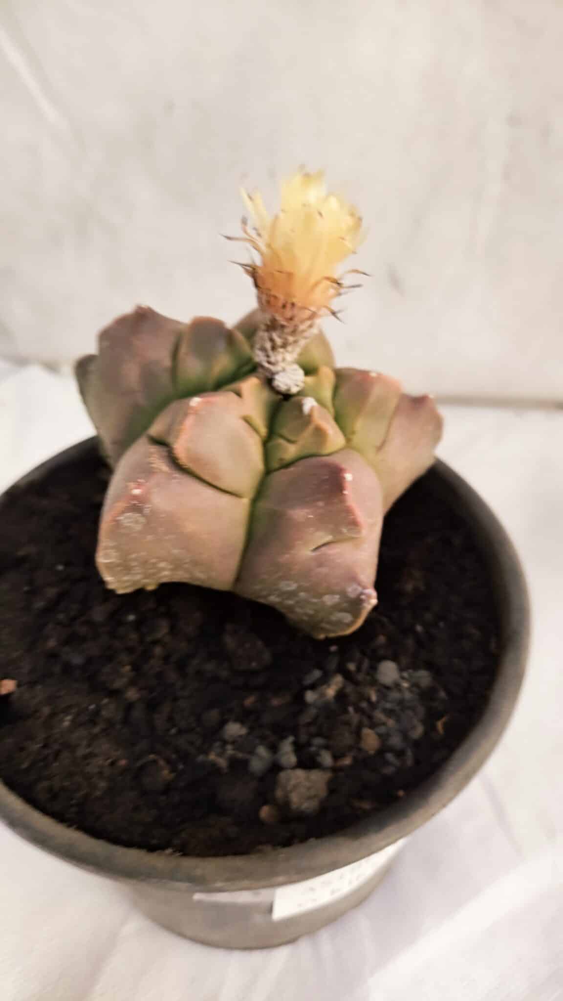 ASTROPHYTUM cv KIKKO Nº 1085  - vaso 15 - foto 7
