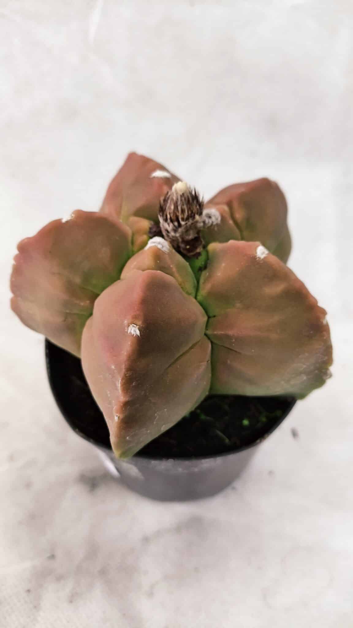ASTROPHYTUM cv KIKKO Nº 1085  - vaso 09 - foto 6