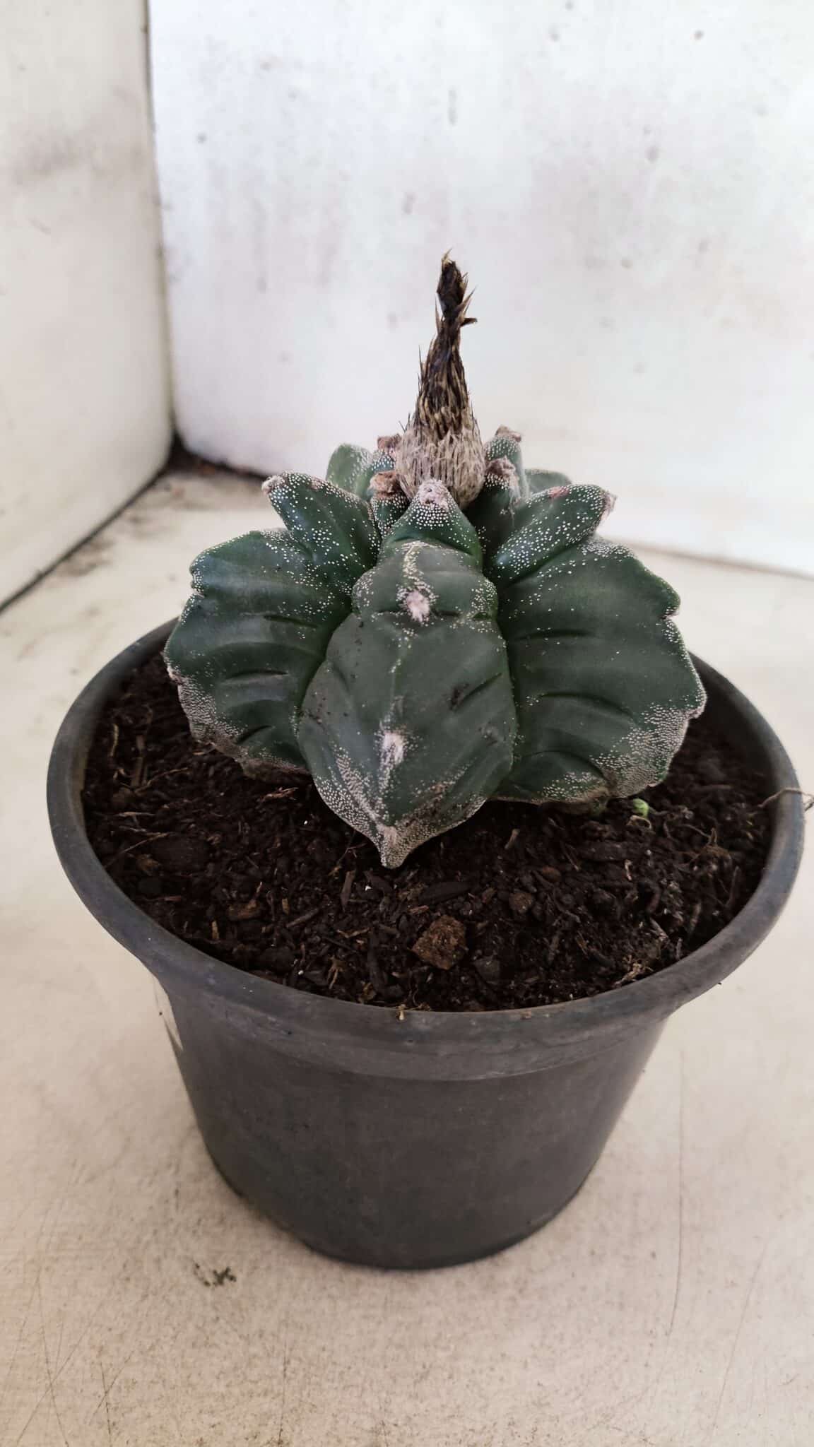 MATRIZ ASTROPHYTUM cv KIKKO Nº 1085 – vaso 15 - foto 8