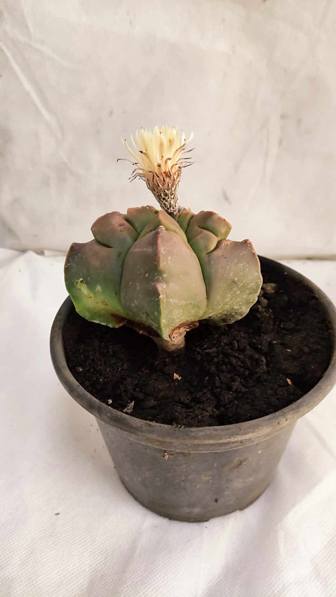 ASTROPHYTUM cv KIKKO Nº 1085  - vaso 15 - foto 6