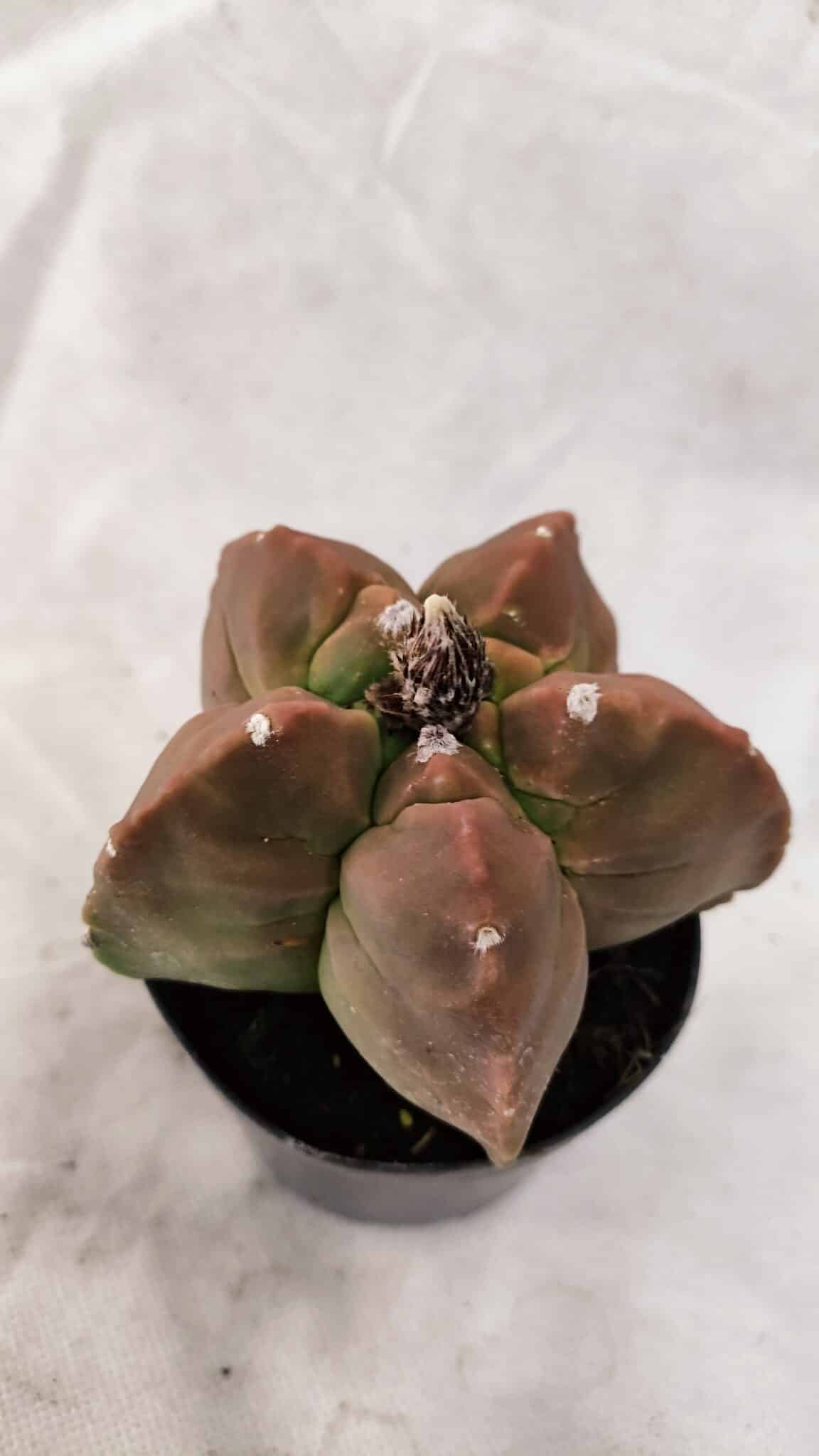 ASTROPHYTUM cv KIKKO Nº 1085  - vaso 09 - foto 5