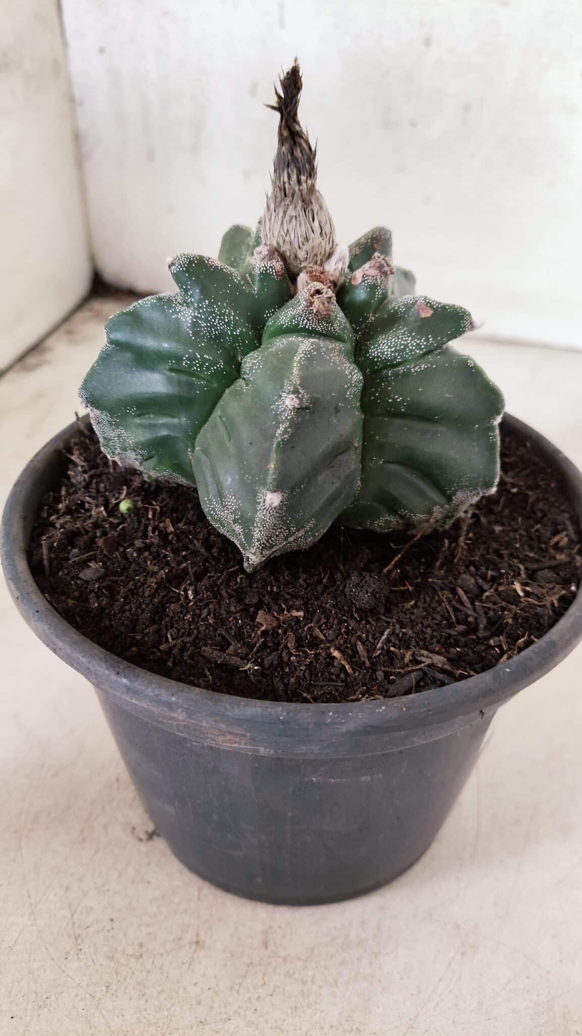 MATRIZ ASTROPHYTUM cv KIKKO Nº 1085 – vaso 15 - foto 7