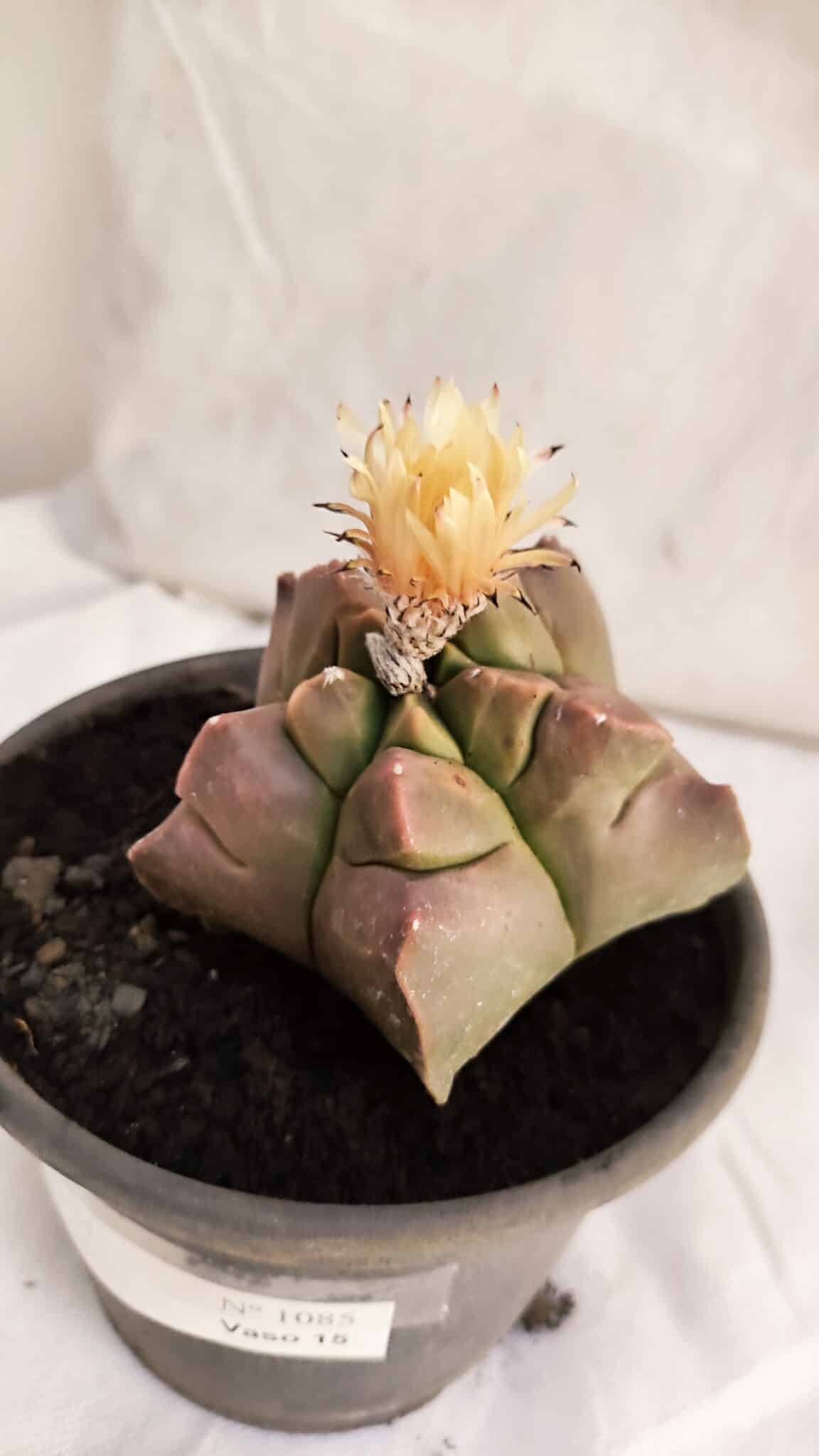 ASTROPHYTUM cv KIKKO Nº 1085  - vaso 15 - foto 5