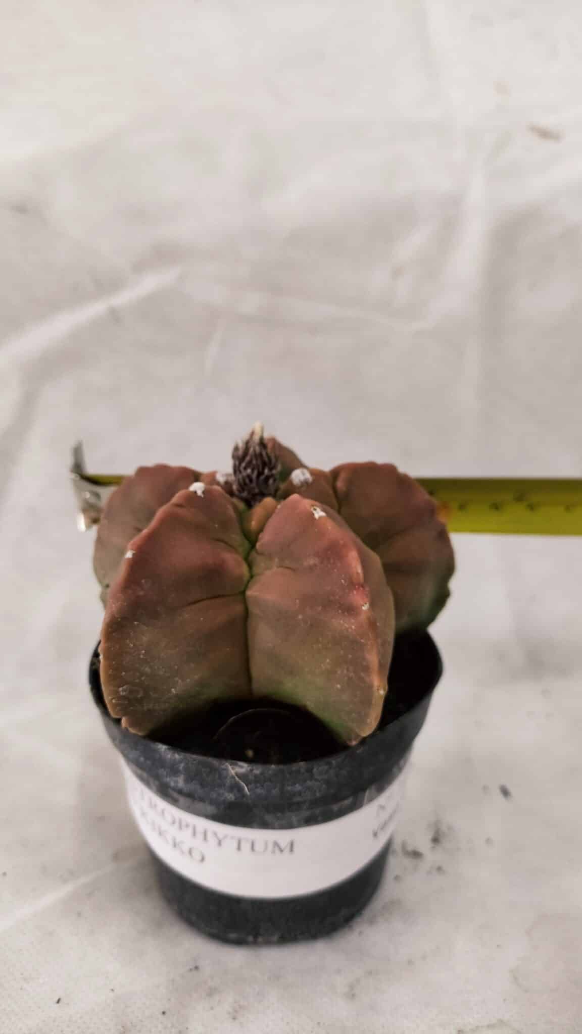ASTROPHYTUM cv KIKKO Nº 1085  - vaso 09 - foto 4