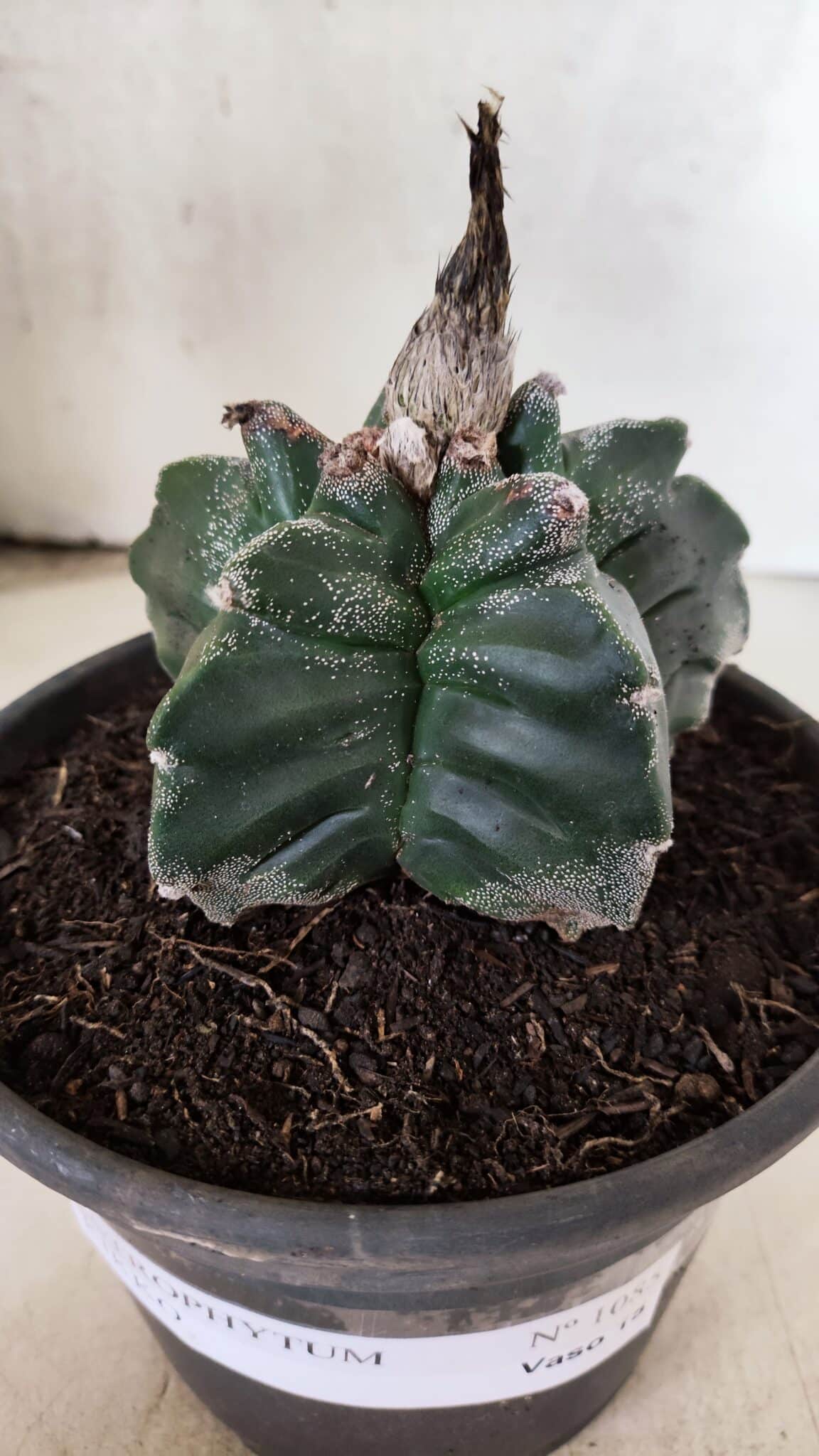 MATRIZ ASTROPHYTUM cv KIKKO Nº 1085 – vaso 15 - foto 6