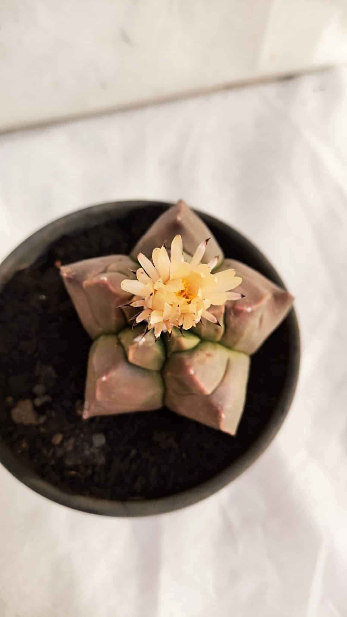 ASTROPHYTUM cv KIKKO Nº 1085  - vaso 15 - foto 3